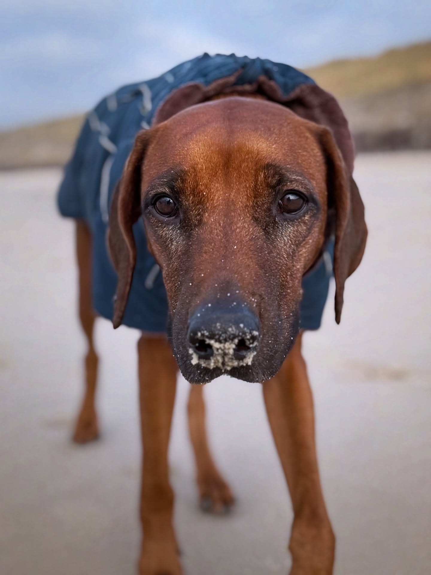 Ivy’s Beautyfilter aus, Chance-Knopf an… Nase voll Sand, erste Härchen bei ihr werden plötzlich irgendwie… silber🐾🤔🥰
.
.
#rhodesianridgeback #ridgeback #hundeliebe #🐶 #beachdog