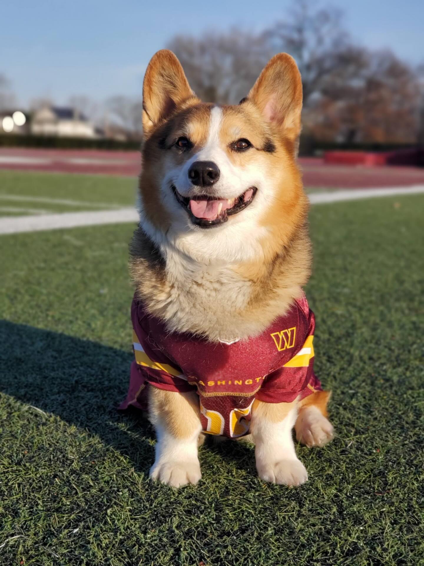 Meet the adorable racers taking over the @commanders Halftime Show! Rhett, Comet, Rocket, Bacon, Kalee Mae, Destin, Stanley, and Annie are all set to steal the show. Be sure to tune in and cheer these pups on Saturday at 5pm!