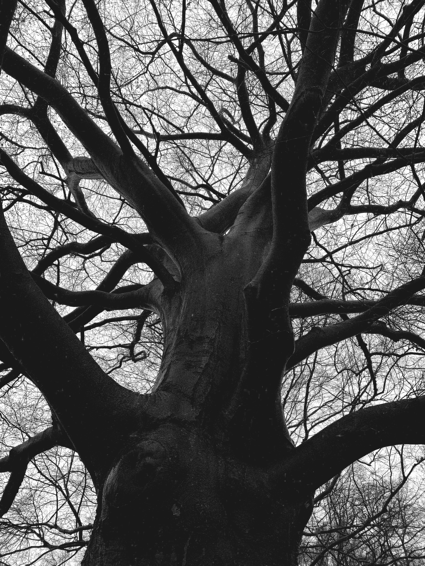 blessed winter solstice 🌑🕯️
the longest night.
I rest, listening to pagan echoes from Lithuania,
remembering and re-imagining my ancestors’ winters.
held by the dark.
the light is on its way ☉