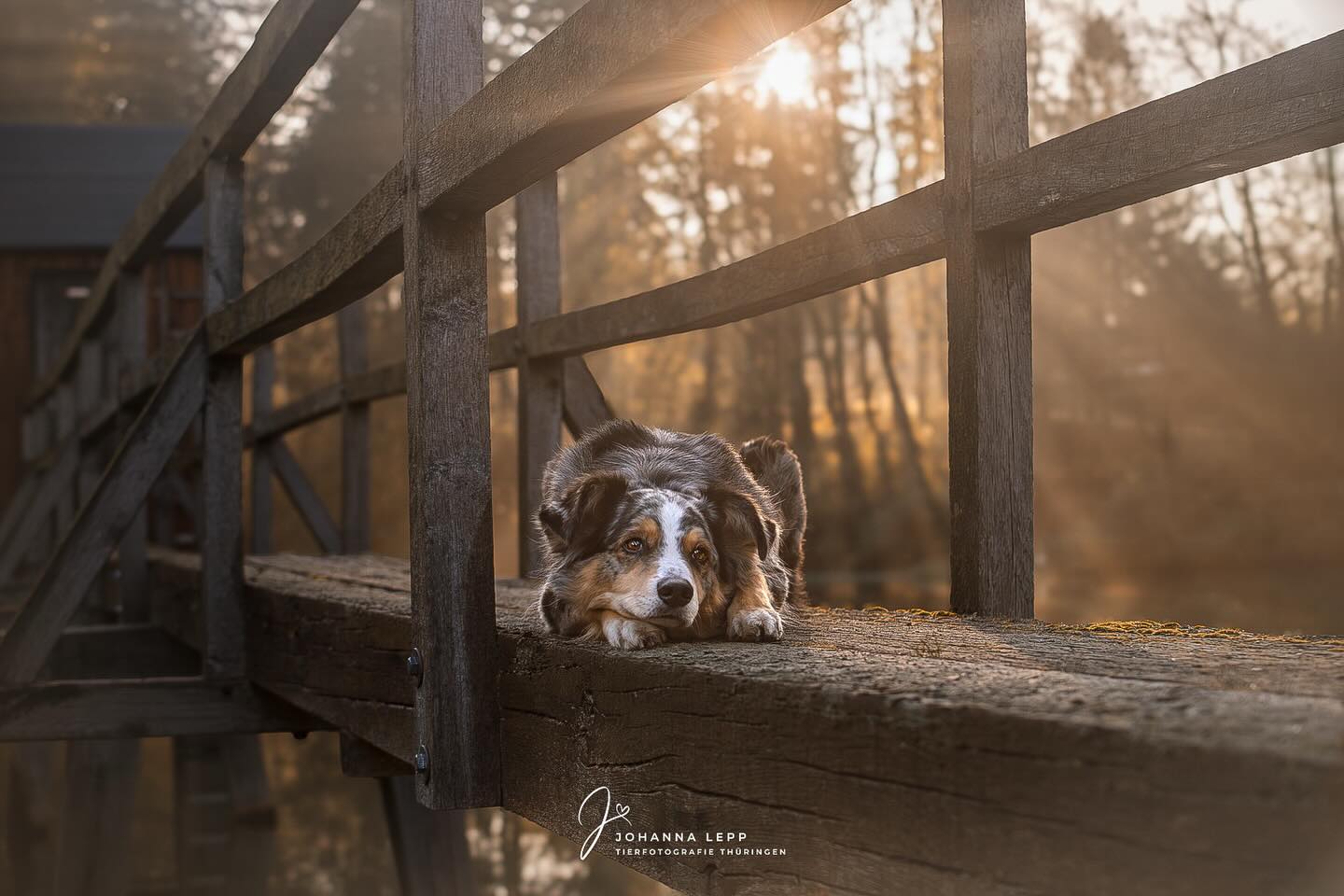 L I L L Y
Das Jahr neigt sich dem Ende und so langsam fahren sich die Arbeitssynapsen runter. Kaum zu glauben, dass das Jahr nur noch 11 Tage hat und in 3 Tagen Weihnachten ist 🙈🎄
Heute und morgen mache ich nochmal etwas Bürokram und dann ist auch wirklich Schluss für dieses Jahr 🍾☺️
Das Bild ist entstanden beim Portfolioday mit @purrpaws_fotografie 🫶🏼
•
📧 info@tierfotografie-thueringen.de
💻 www.tierfotografie-thueringen.de
#hundefotografie #tierfotografie #thüringen