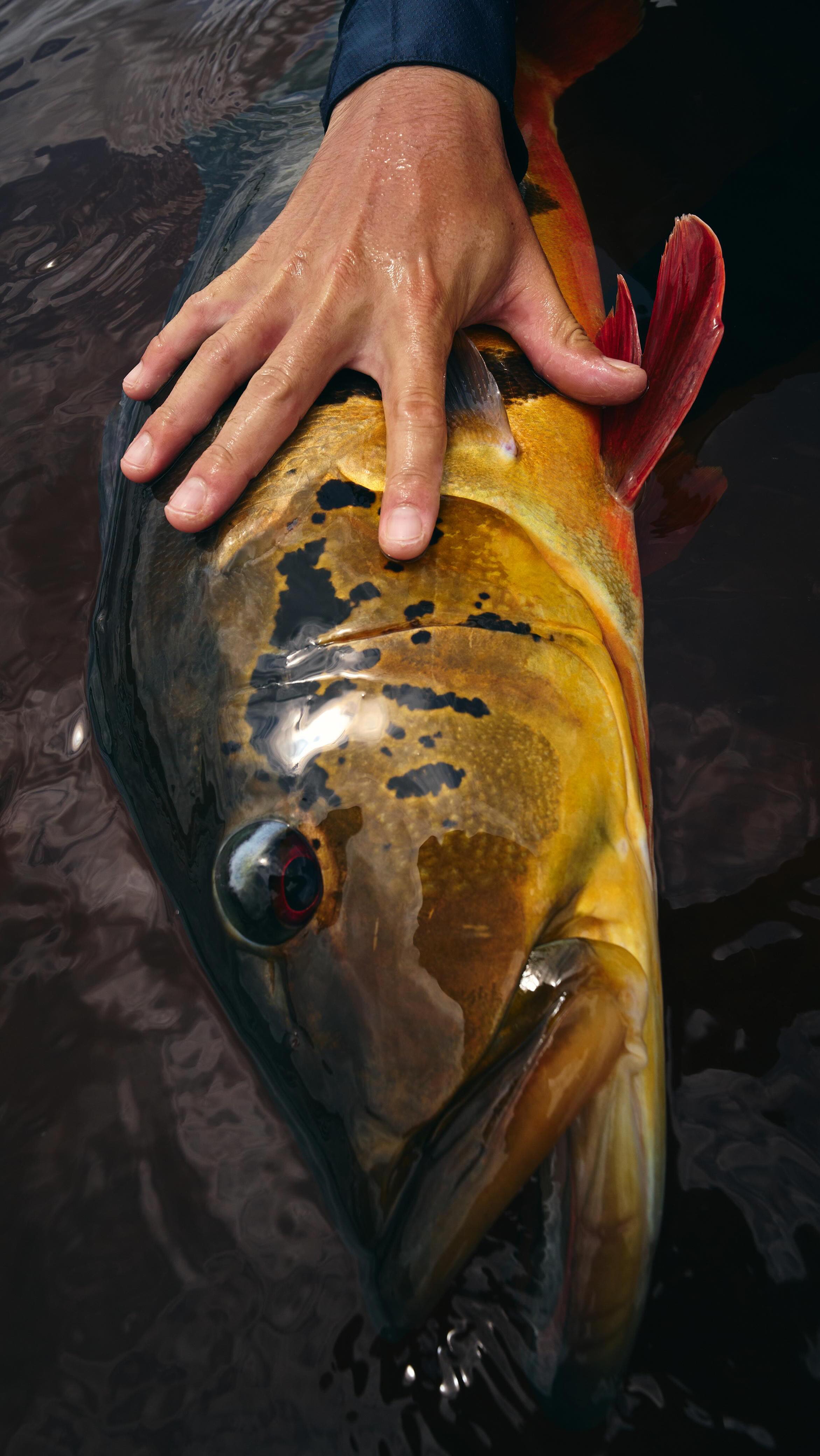 @riomarieflyfish com os Old Bait Anglers,
18-25/Julho de 2026 - vagas esgotadas.
24-31/Julho de 2027 - vagas esgotadas.
Semanas imediatamente anteriores ao início da temporada de fly, acesso via São Gabriel e lancha rápida até o @untamedamazon .
Rio descansado por meses, o rio de gigantes.
O sinal foi dado.
Foto da capa por @lucasmdezan , peixe do lago Inajá, nov/2023.