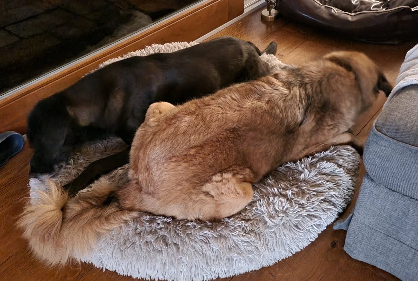 Abendrituale... dieses Mal mussss das Leckerchen zum Abendessen unbedingt in einigem Körbchen geknurbst werden 😋🤭... als hätten wir nicht genug Plätze 😂
#mithundensprechen #hundeliebe #doglovers #dogslife #hunde