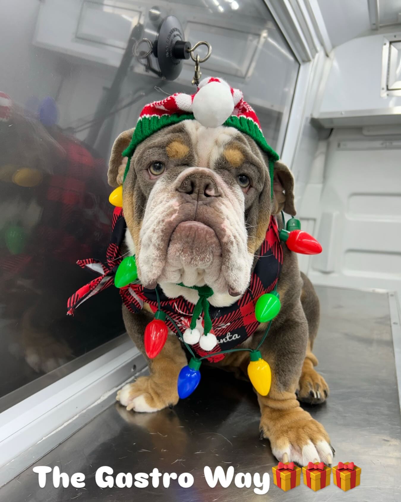 Rocky was getting pampered by Gastro Mobile Dog Wash to be fresh for Christmas Day🧼🛁🫧🫧🎄 The Gastro Way🐾 #thegastroway #paws #dogssofinstagram