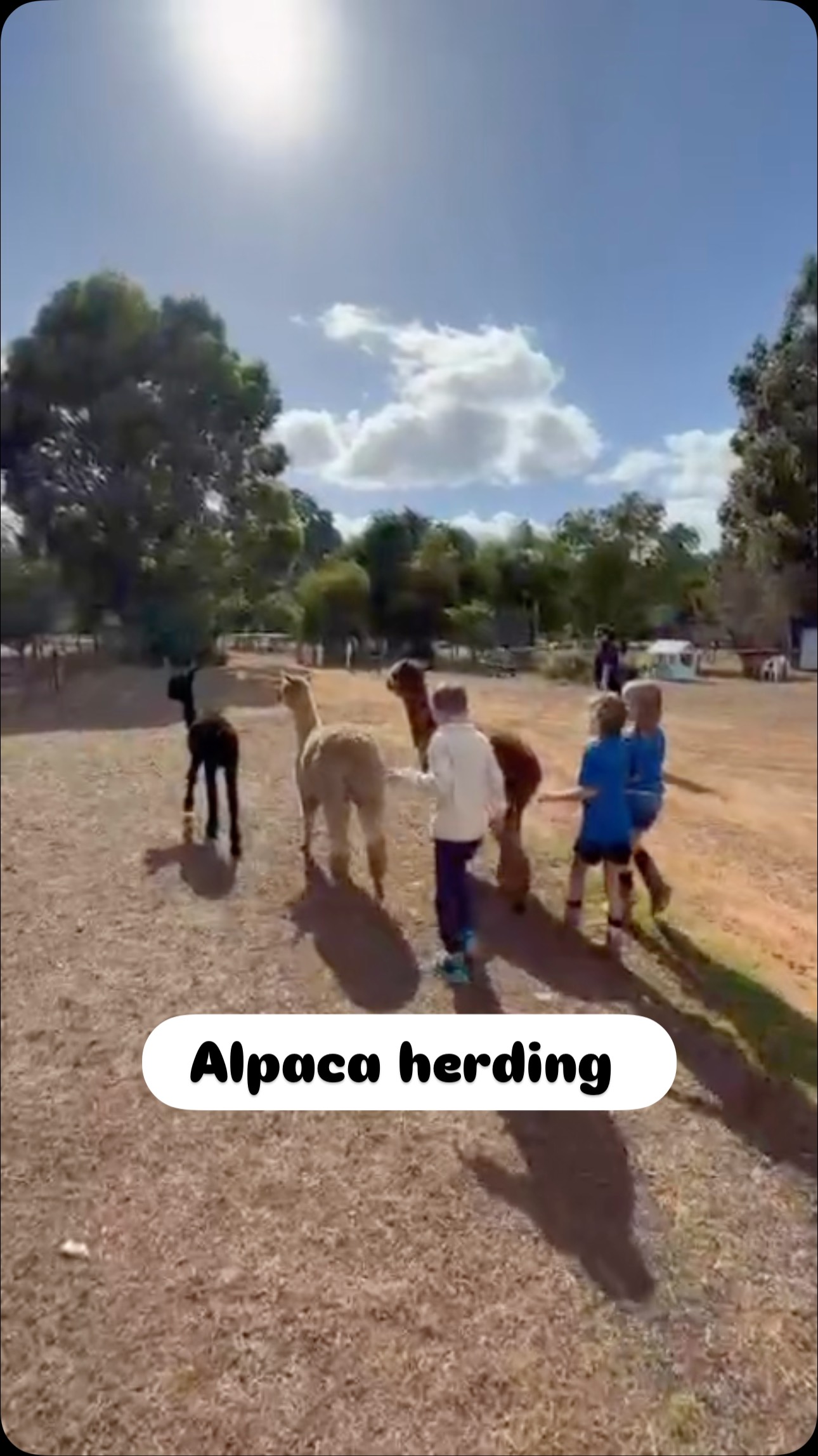 It was all hands on deck - all the guests got to help us move the alpacas in preparation for shearing …. Expertly done too!
#wildinourheart #alpaca #farmstay