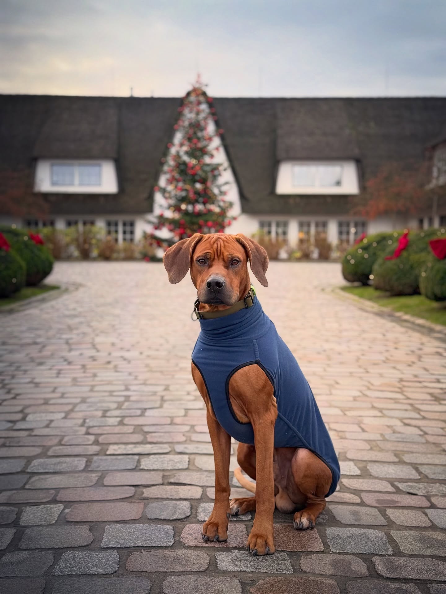Advent: erst sitzen wie ein Engel, dann weiterlaufen wie ein Wirbelwind 😇🐕
.
.
#rhodesianridgeback #ridgeback #🐶 #hundeliebe #doglover
