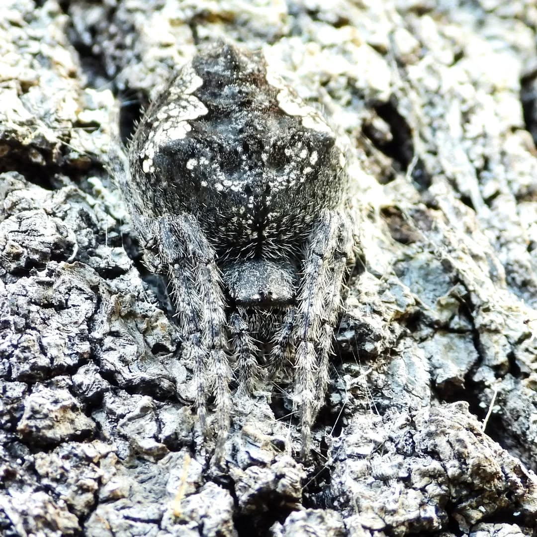 A fine spine Orb weaver in blendy level five on the bak of a tree.
#karameaspiders #orbweaver #Karamea karameawild newzealand nzlife nzwildlife wildnz southisland nzsouth southislandnz westcoastnz nzwestcoast tewaipounamu paradise umere arapito littlewanganui birdsnz nzbirds wildsouth kohaihai oparara birdshots birdphotos wildlifenz Aotearoa nzfauna nzflora