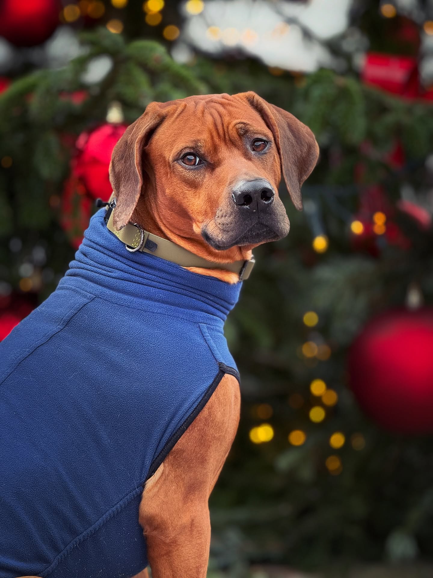 Dear Santa, ich sitze schon – der Rest ist deine Aufgabe 🎁😌
.
.
.
#rhodesianridgeback #ridgeback #hundeliebe #🐶 #doglover
