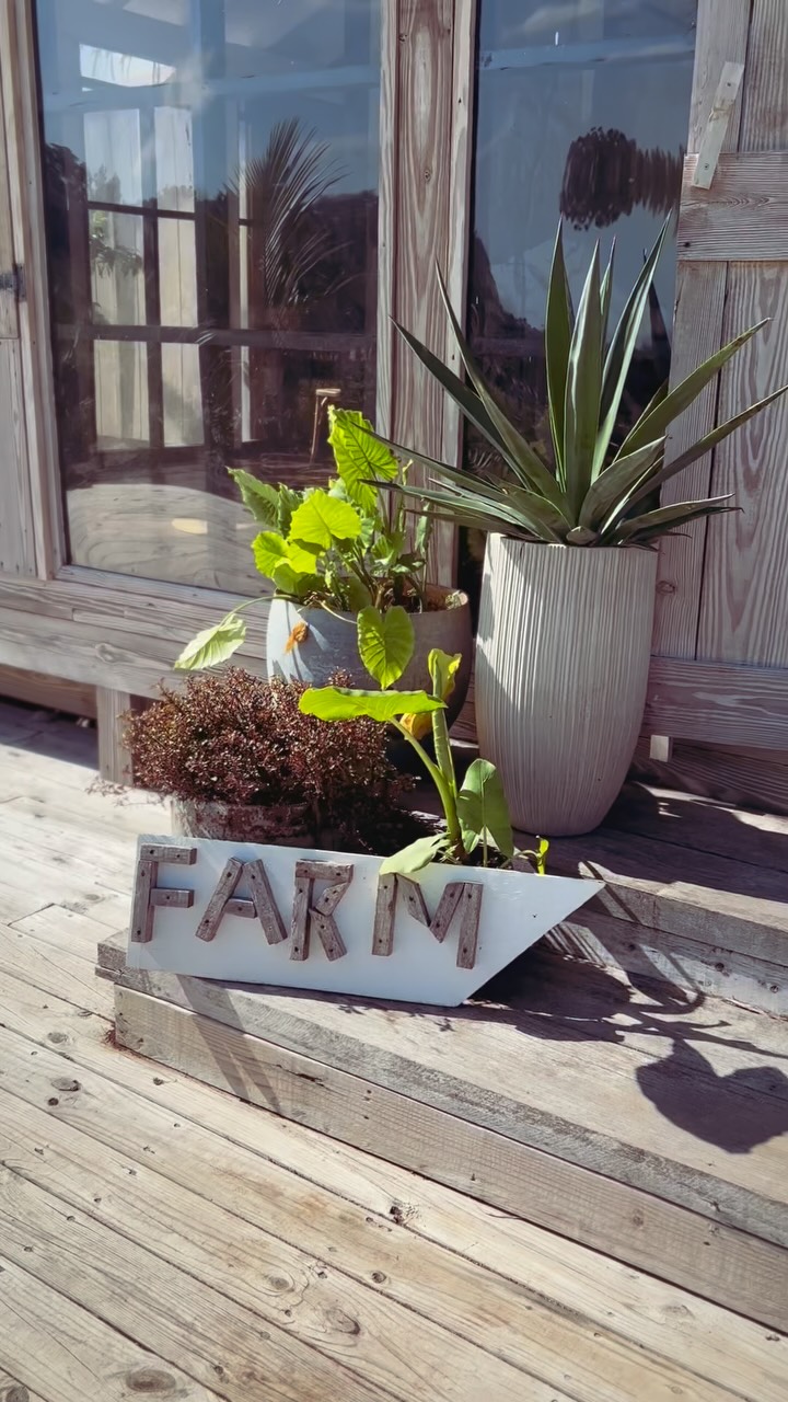 Beauty afternoon @thefarmbahamas๐ด ๐
๐ฅญ๐ง๐ธโ๏ธ #itsbetterinthebahamas #eleuthera #bahamss