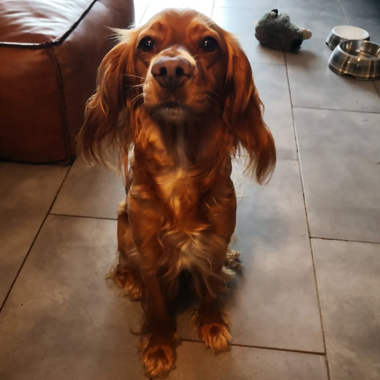 Tatane, Cocker Anglais X Épagneul Breton de 3 ans.
Craintive et destructrice depuis le décès de sa consœur cocker et 16 ans.