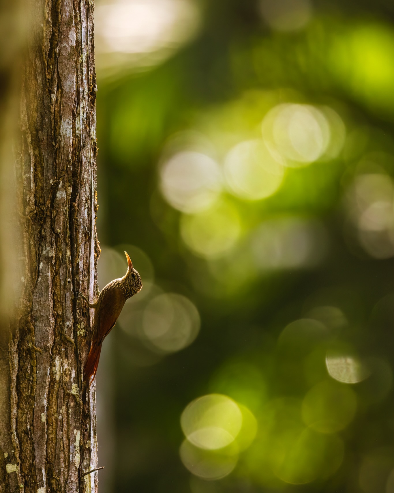 Unhinged leaders run amok while their billionaire friends whip horses and silence voices. Socialism will always be the devil according to the capitalist book. Speak for the people and you are now the enemy.
☆
Streak-headed Woodcreeper
☆
#streakheadedwoodcreeper #woodcreeper #birdsoftrinidadandtobago #forestlover #2026
