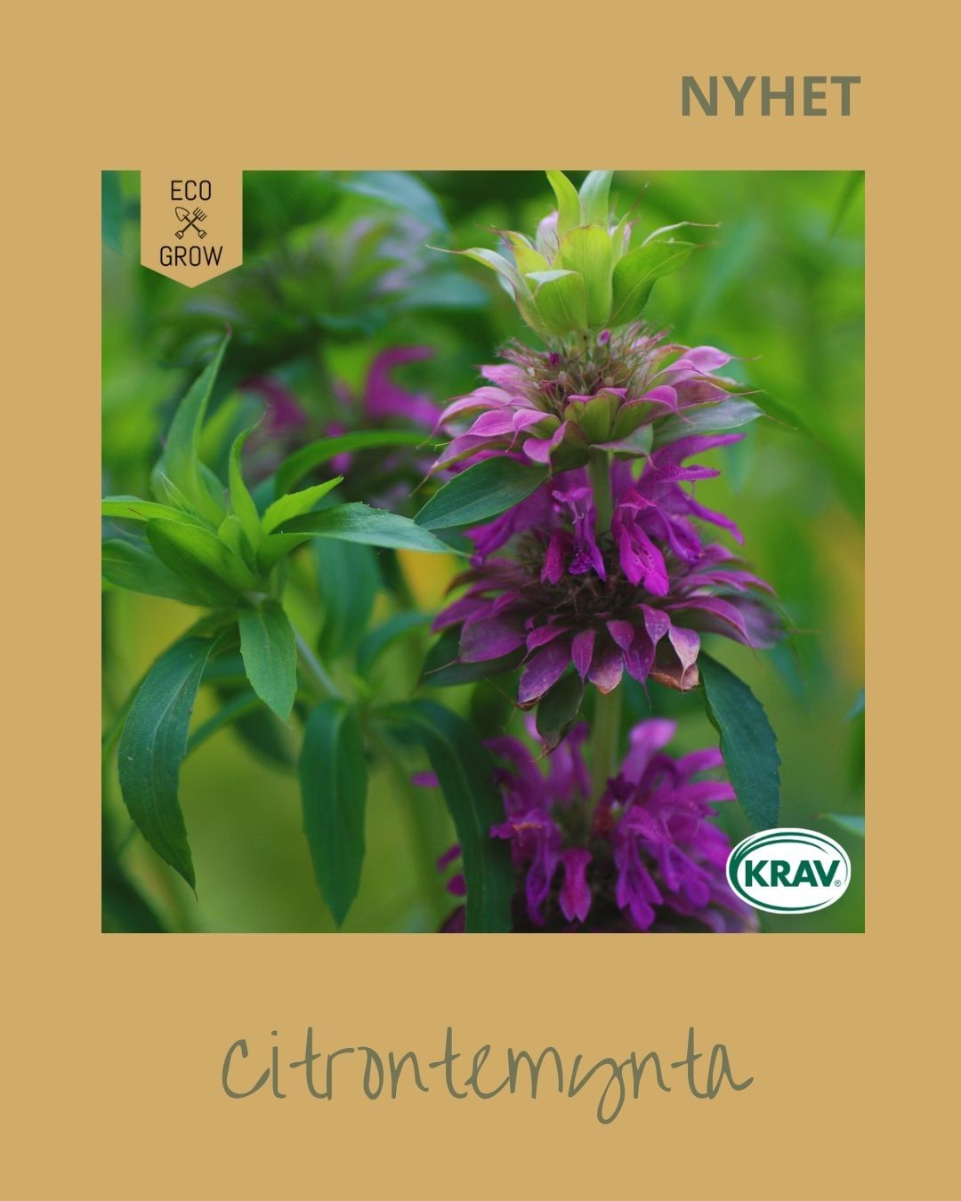 Citrontemynta
Benämns även som: Citronbergamot, Temynta
Är en starkt aromatisk och mångsidig kryddväxt med ursprung i Nordamerika. Den odlas både för sin friska citrondoft och sina vackra, lila blommor. Både blad och blommor används färska eller torkade i te, örtsalt, sallader, sylt och gelé. Växten är mycket uppskattad av pollinatörer och passar utmärkt i både rabatter, krukor och buketter.