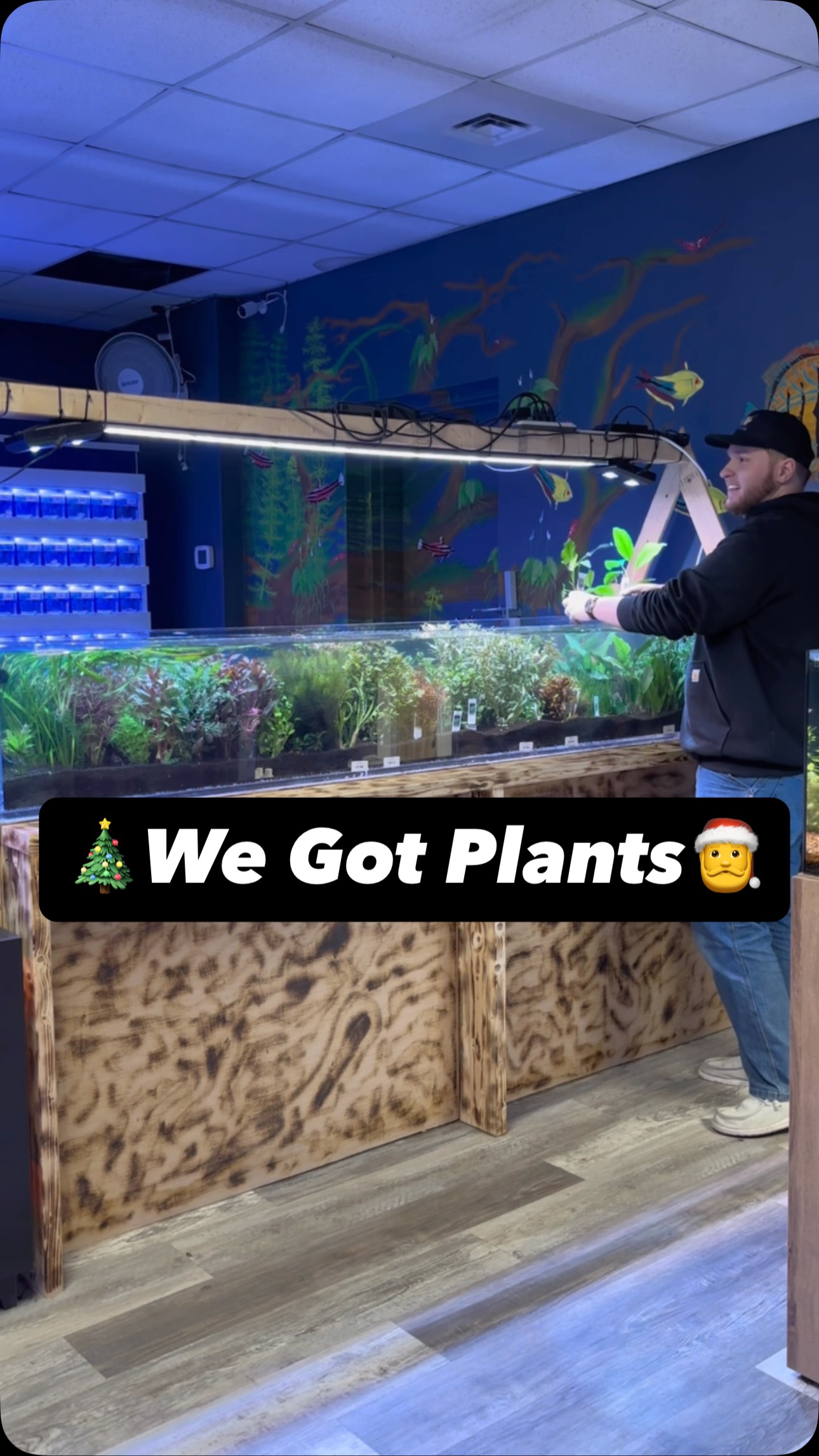 Lots of live plants ready for the holidays 🌿
If you’re setting up a new tank or refreshing an existing one, we’ve got plenty of healthy, vibrant aquarium plants in stock right now. Perfect for adding natural color and life to any setup.
.
.
.
.
Under The Sea
📍 3816 Sardis Church Rd, Monroe, NC 28110
📞 (980) 328-0000
🕒 Tuesday–Saturday: 11AM – 6PM
Sunday: 12PM – 5PM
Closed Monday
🔗 https://undertheseanc.com
#reeftank #aquariumhobby #reefaquarium #plantedtank #fishtank