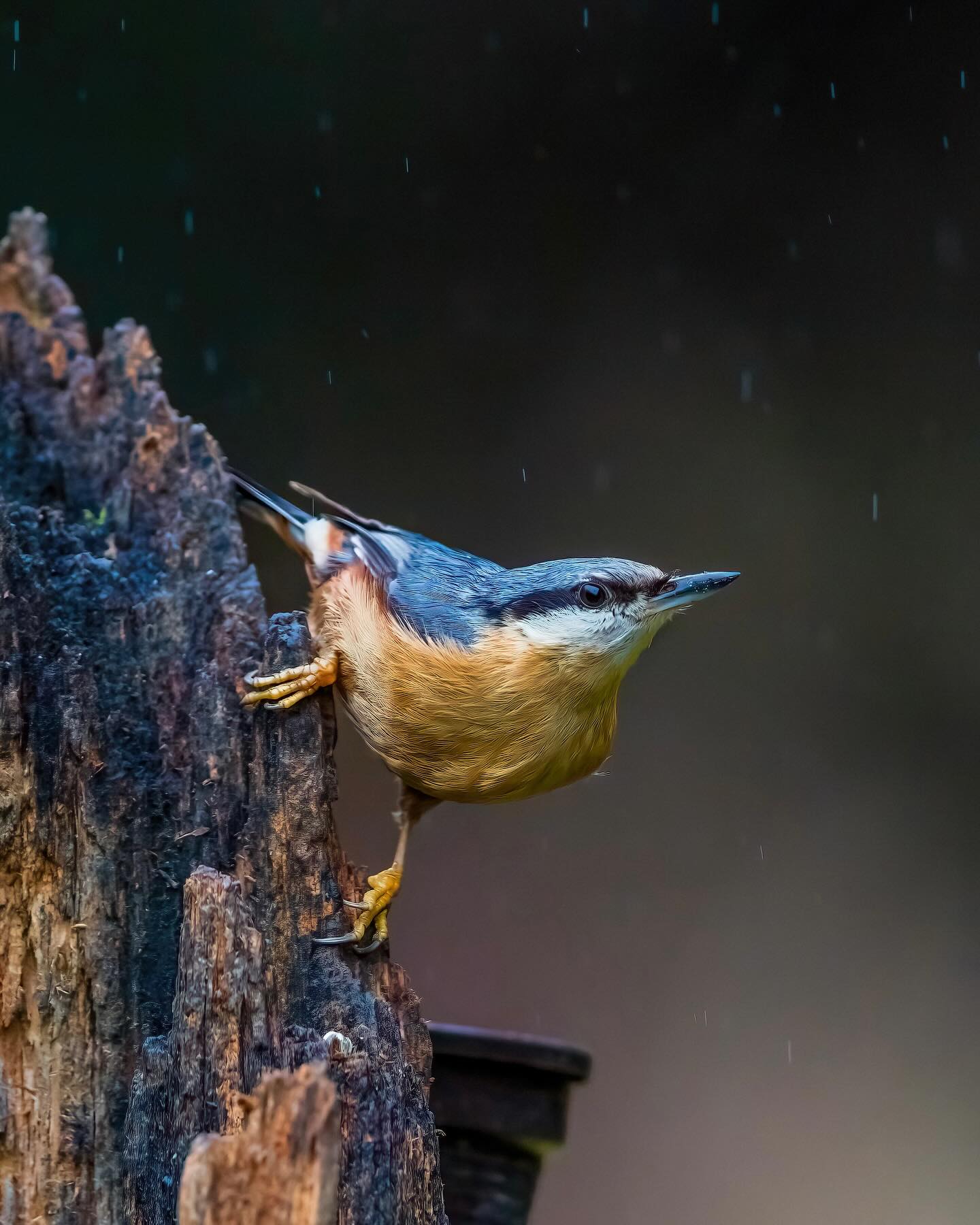 Kleiber im Regen! Schnee wäre mir jetzt lieber.
Futterklemmer: Er klemmt Nüsse oder Insekten in Rindenspalten ein, um sie mit seinem kräftigen Schnabel zu bearbeiten – eine Technik, die ihm den Namen „Kleiber“ einbrachte, aber auch als listig gedeutet wurde.
#kleiber #spechtmeise #nuthatch #sittelle #picchiomuratore kowalik trepatroncos boomklever nötväcka muthatch brhlíkobecný