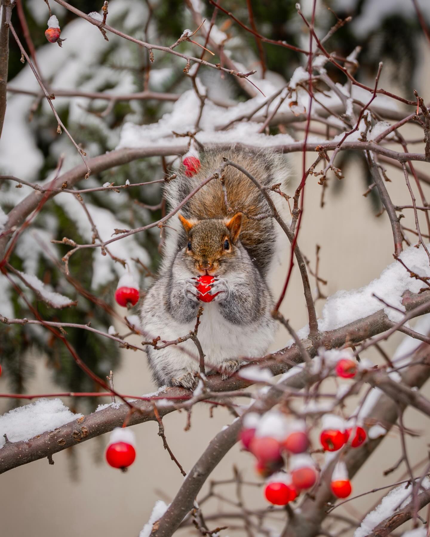 A few images taken this month! ❄️📸 So happy the snow came early this year. Hoping it makes a comeback for Christmas! #mainephotographer #universityphotographer #sonyalphagang #uppagram