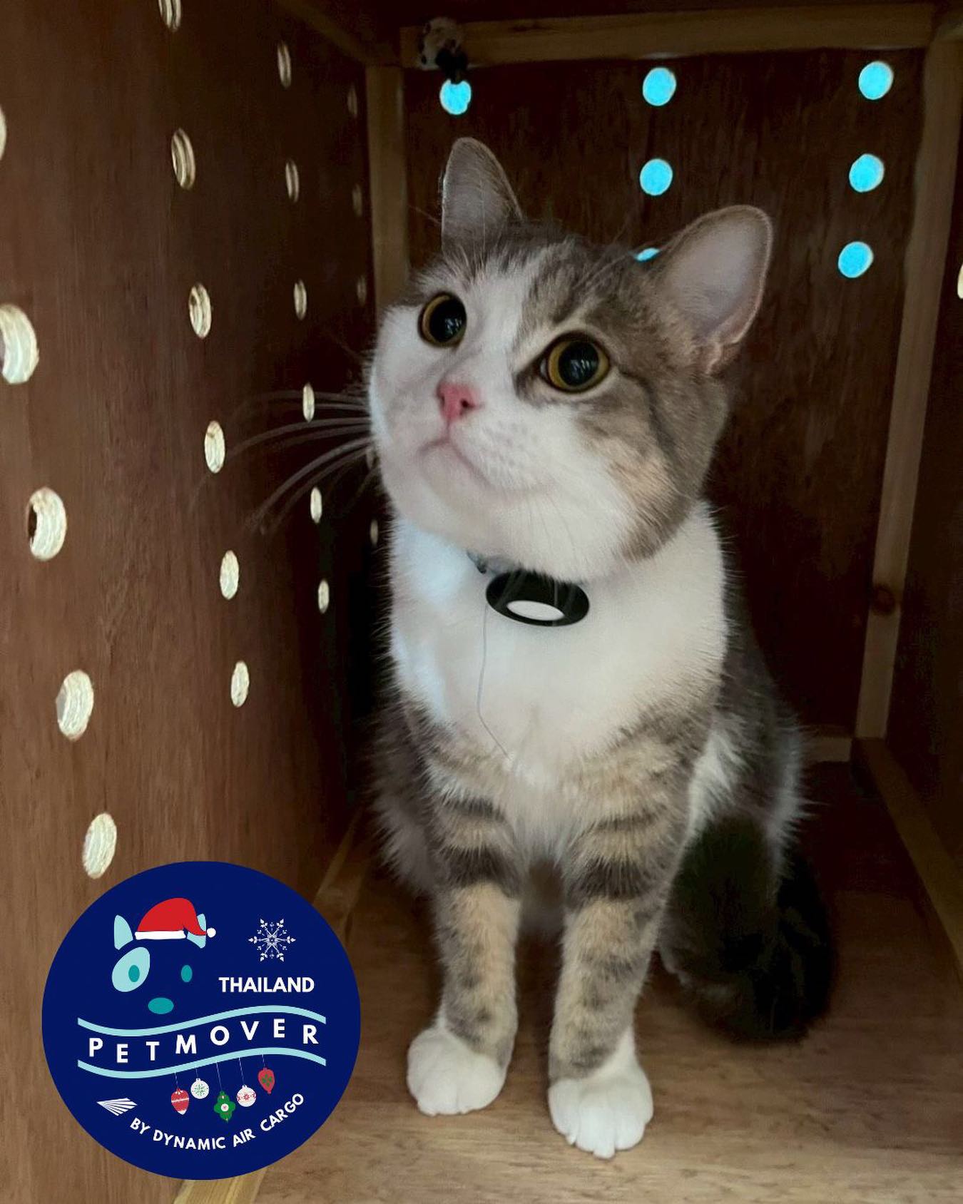 🇹🇭 🛫 🇵🇹
It’s been a long time planning but Jotta and Tequila are now reunited with their pawrents in Lisbon 🥳
——————————————————
🐶 Thailand Pet Mover
🐱 Where Pet Lover Meets Pet Mover
🐰 Inquire via LINE: @thailandpetmover
🐯 Or Email: service@dynamicaircargo.com
🐹 Our DMs are not monitored
🐷 A trade mark service managed by Dynamic Air Cargo, a member of IPATA and IATA.
——————————————————
Please make sure you contact direct to our customer service team
#thailandpetmover #thailandpetrelocation #animallovers #petmoverthailand #petshipping