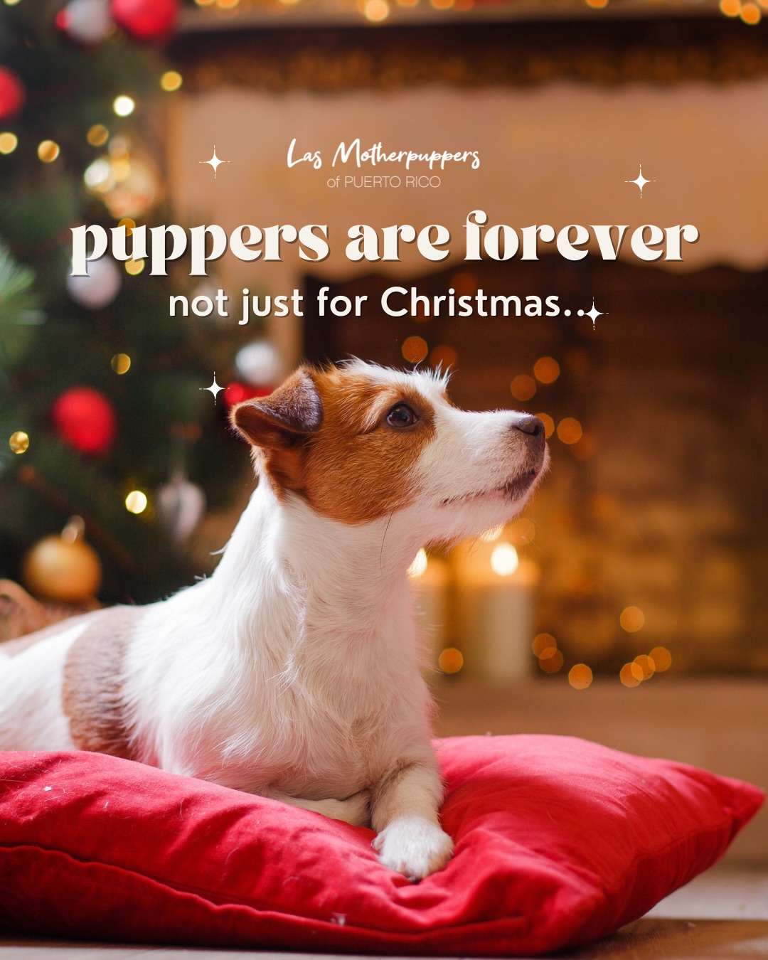 Puppers are forever, not just for Christmas!🎄 Las mascotas no son regalos impulsivos ni modas de temporada. Son compromiso, tiempo, paciencia y amor todos los días del año.
Si este diciembre estás pensando en sumar un pupper a tu familia, hazlo con intención… y considera adoptar. En los refugios hay miles esperando un hogar para siempre. 🐶🏡
Esta Navidad, regala conciencia, no caprichos.
Adopta. Educa. Comparte. 🐾✨
#PuppersAreForever #AdoptaNoCompres #NavidadConConciencia #DogMomPR #LasMotherpuppers