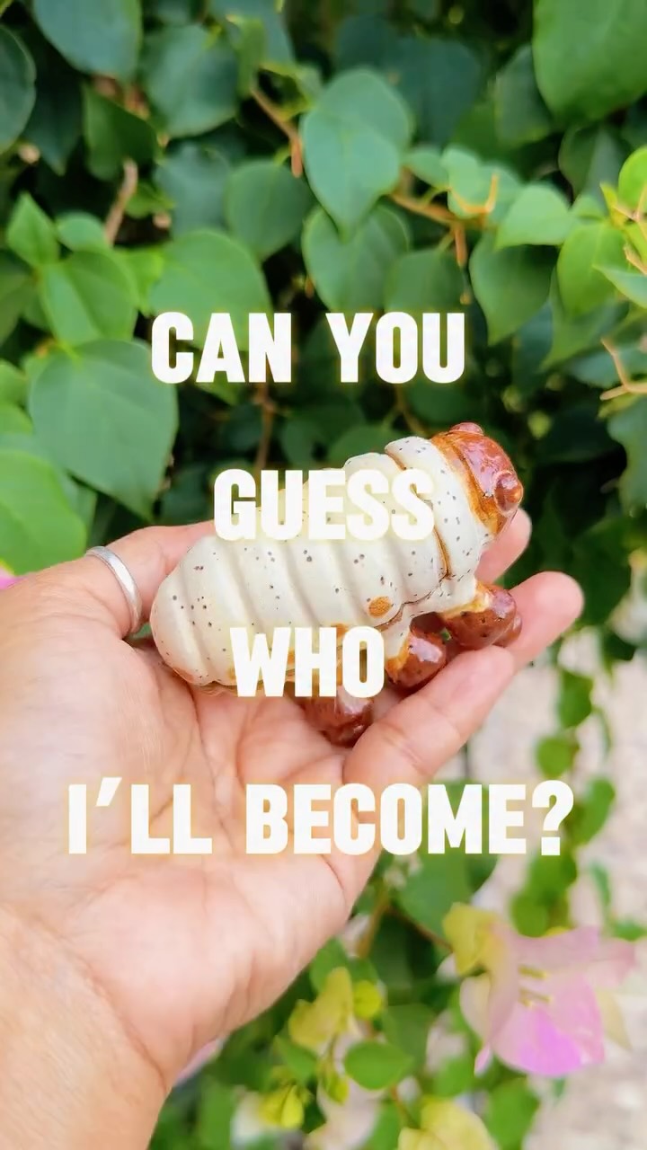 From larva to legend… 👑
Can you guess who’s about to emerge?
#ceramicbeetle #marselbottega #insectinspo #ceramiccreature #handbuiltmagic