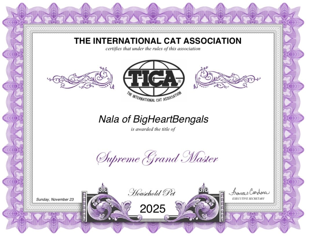 After only 6 shows, Nala earned her Supreme Grand Master title 🏆
•
•
•
#bengal #bengalcat #bengalkitten #bengalbreeder #tica