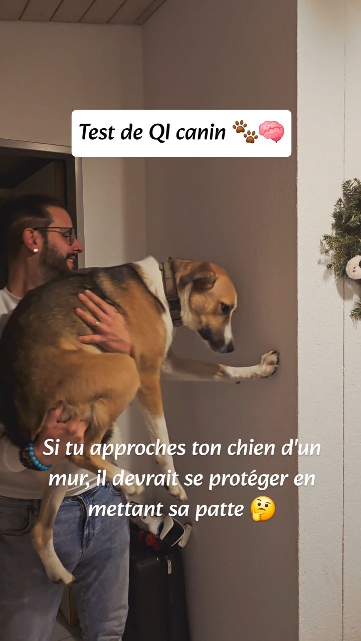 HARVARD pour Lulu 😁🎓
Il fallait qu'on teste cette trend 🐾🙈 et Lulu a validé son dossier d'entrée à l'Uni des toutous 😀✅️
Vous avez déjà testé avec vos poilus ? 🤪
🐶 "Ouais et quoi ? Faudra que je paie vos rentes vieillesse aussi ? 😒"
🐶 " ça mérite peut-être une croquette vu mon QI à faire pâlir Einstein 😌😏"
Chien | Dog | Trend | Smart Dog 🎓🐾