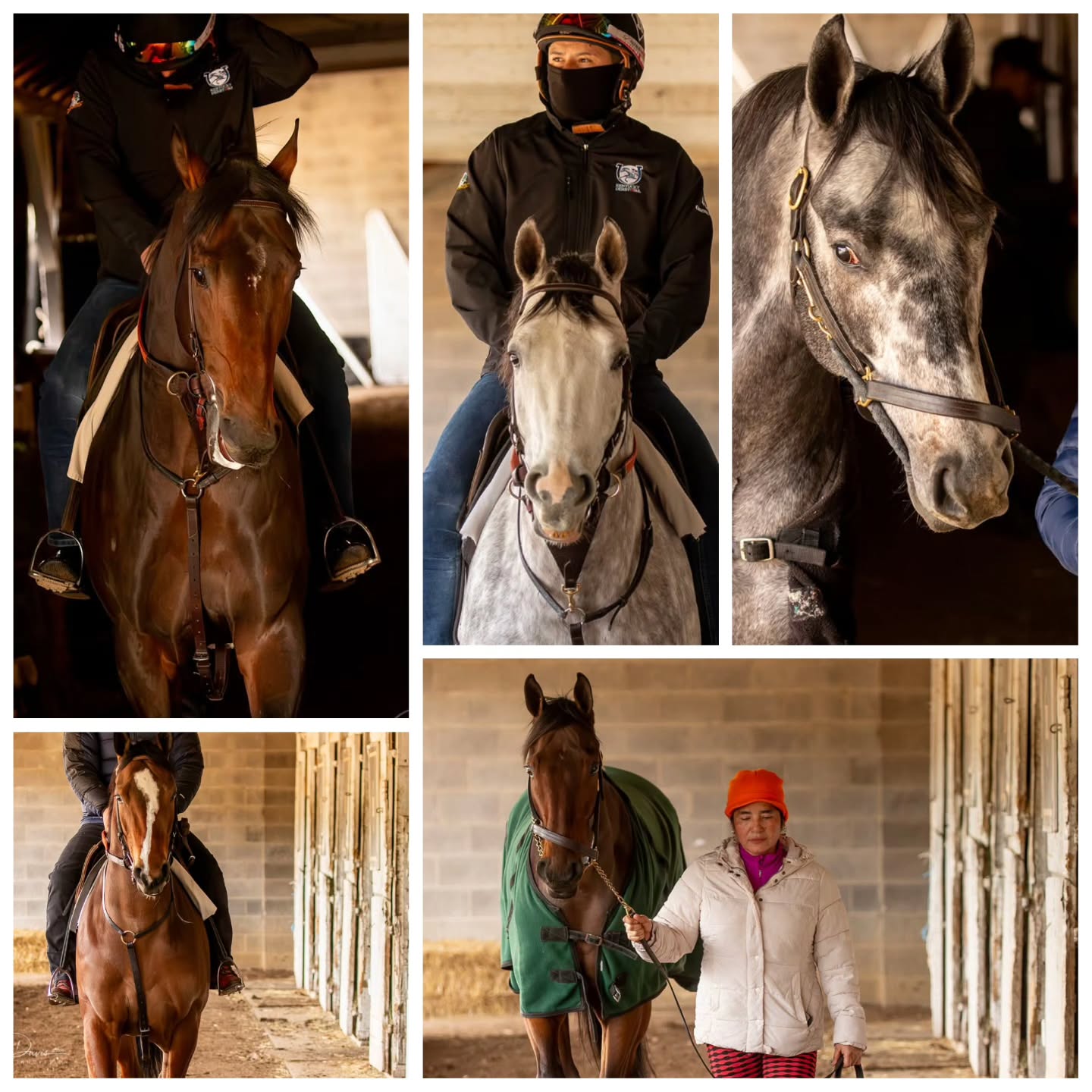Another Kentucky December day in the shed row. A chance to get up close and personal with our 'kids.'