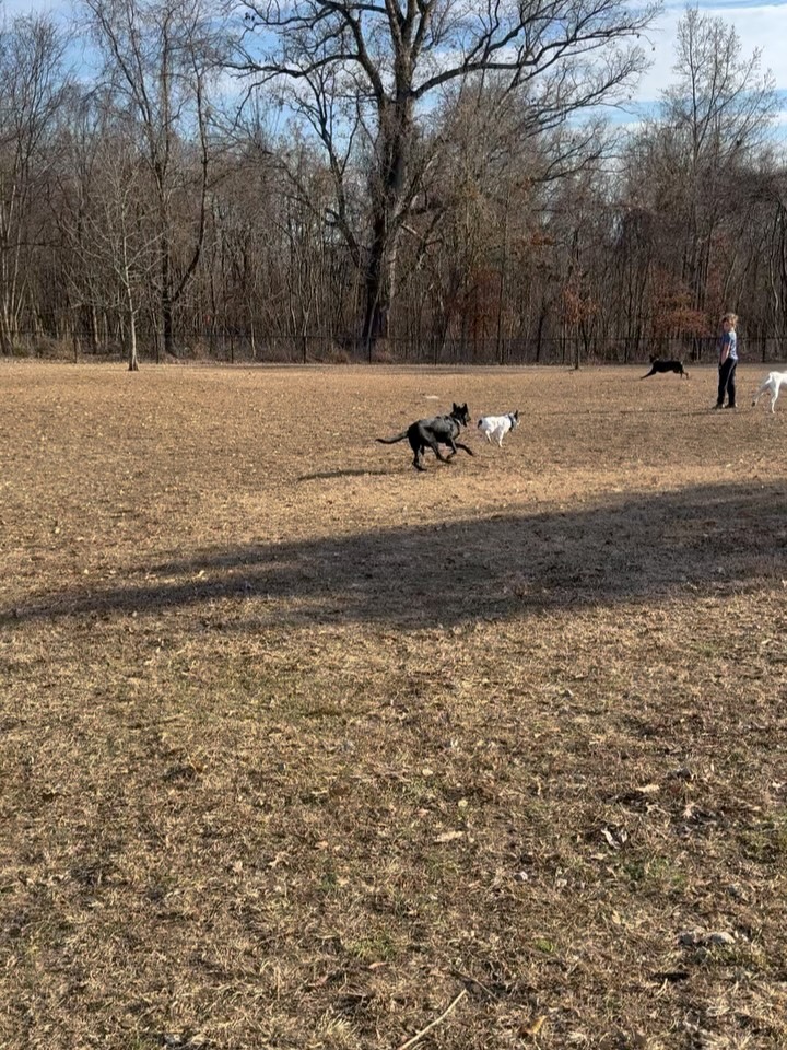 Just wanted to take a moment to brag on these guys for trusting their dog, for giving him what he needed instead of what they thought he wanted, and for being willing to impart meaningful punishment when needed.
#frenchbulldog #offleash #ecollar #dogtraining #caninecoaching