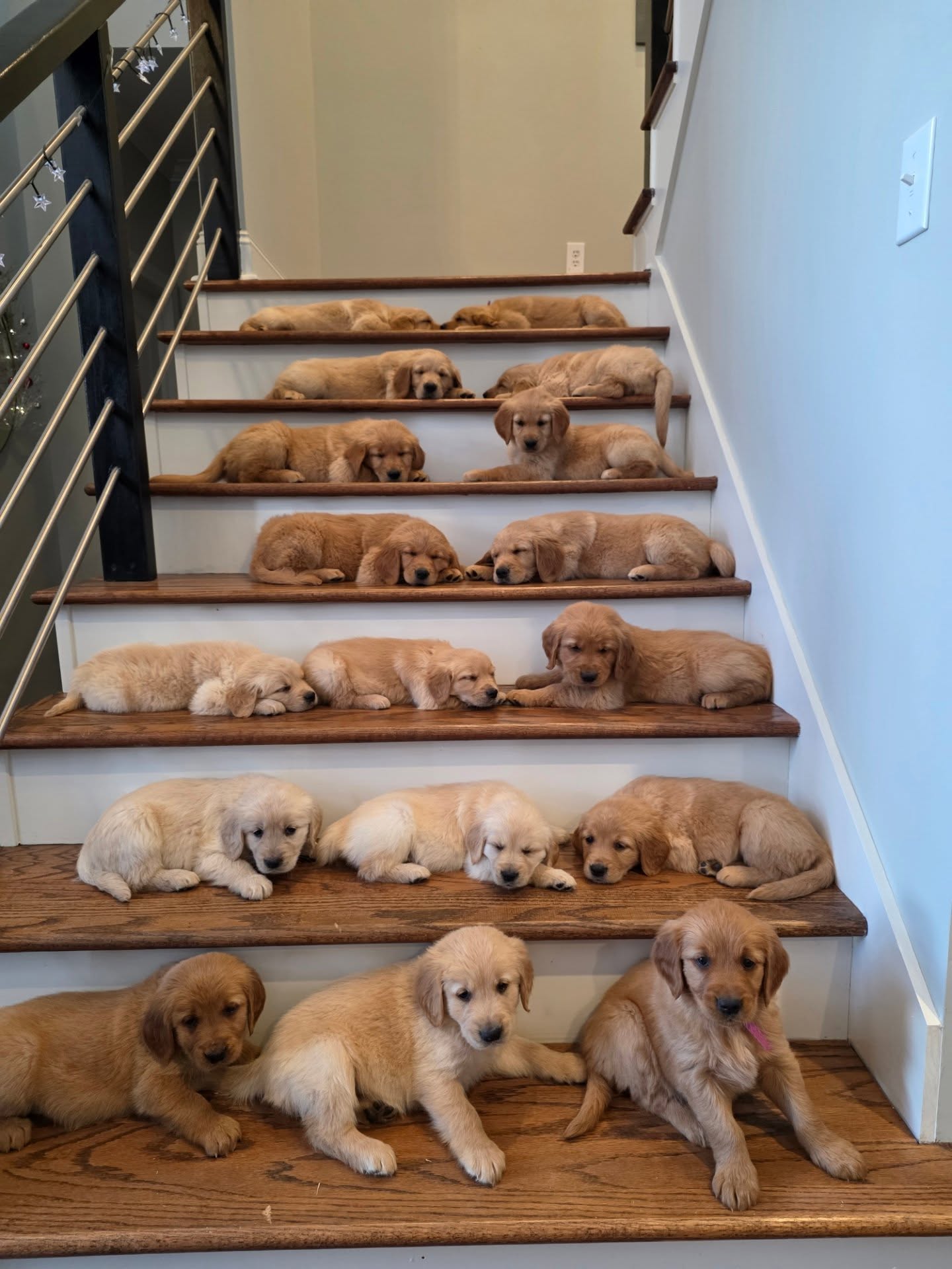 Our traditional puppy group photo. This time 17 at once. It was really hard to make this happen, but here we are 🤣🐾🐾🐾🐾🐾🐾🐾🐾🐾🐾🐾🐾🐾🐾🐾🐾🐾🐾🐾🐾🐾🐾🐾🐾🐾🐾🐾🐾🐾🐾🐾🐾🐾🐾🐾🐾🐾🐾🐾🐾🐾🐾🐾🐾🐾🐾🐾🐾🐾🐾🐾🐾