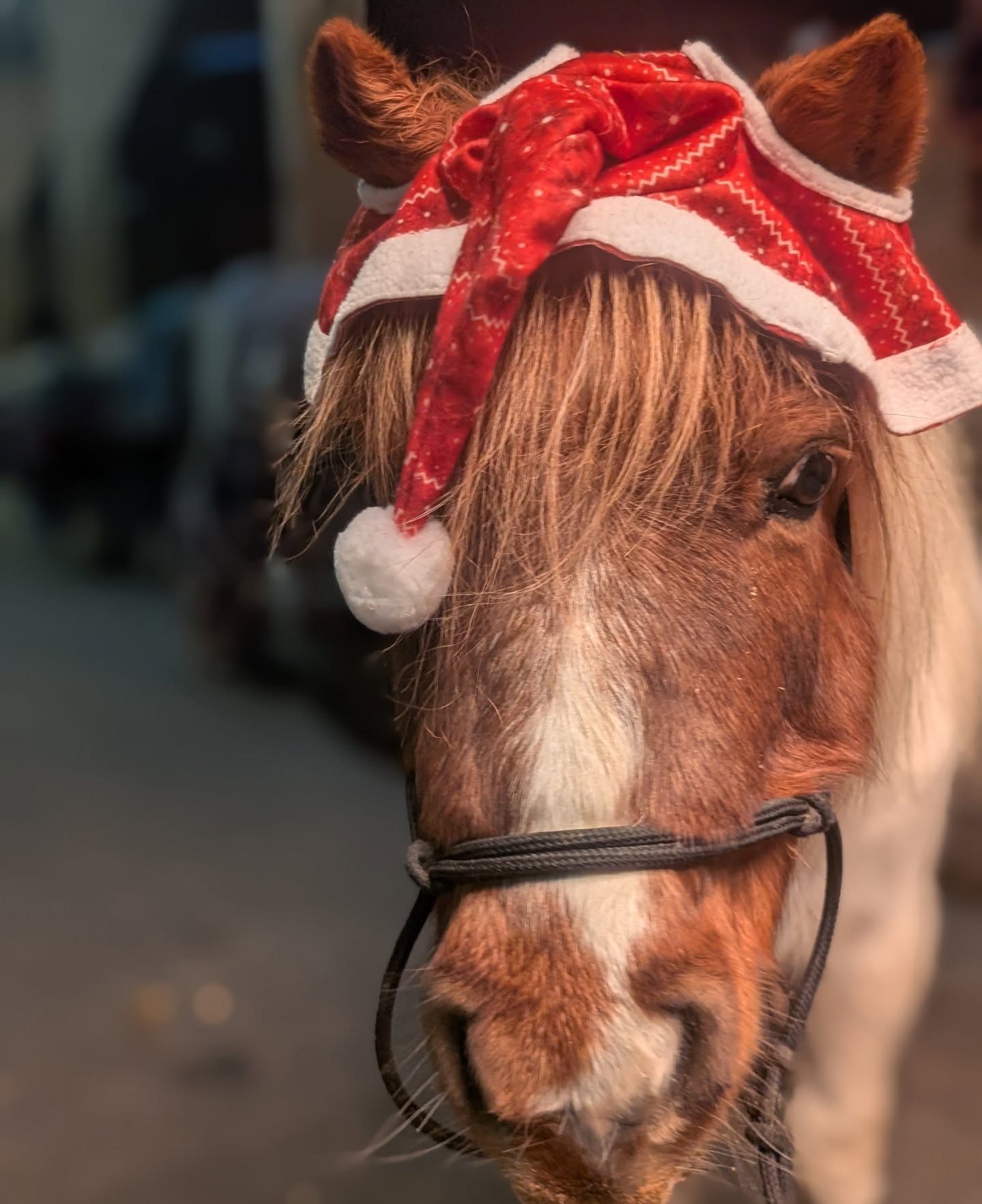 The cutest little Santa that you ever did see 🥰
#shetlandpony #christmas #cute #ponylove❤️ #shetlandponiesofinstagram