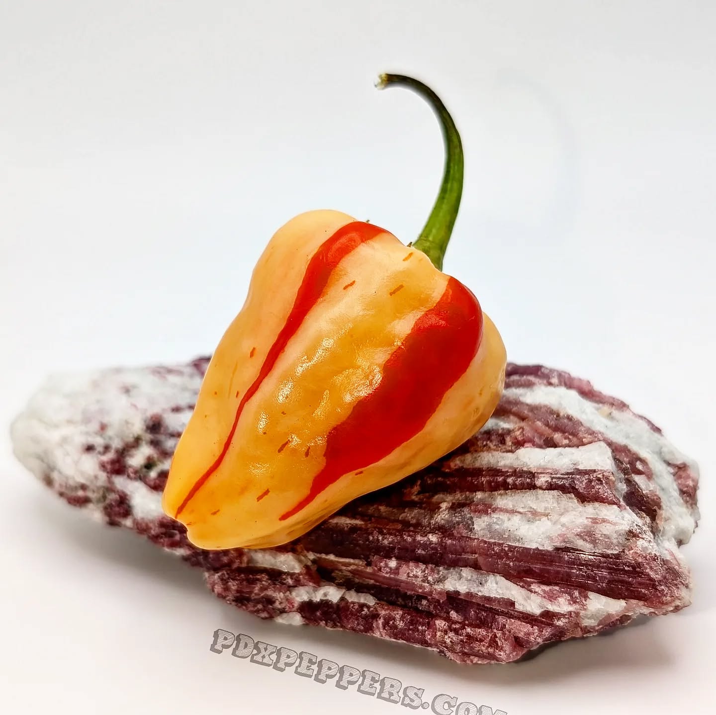 We have decided to do one last EPIC SEED DEAL to help us reach our annual goal for this year!
This Deal is good through the end of the year! Get 20% off PLUS one of the two following deals.
How it works:
To get free shipping, spend more than $10 and use the Coupon Code: FREESHIP
OR
For every 2 packs of seeds you buy I will include an extra pack of seeds for Free! I will choose seeds similar to what you are ordering. Just use the
Coupon Code: B2G1
Buy 2 Packs Get 1 Free
Buy 4 Packs get 2 Free
Buy 6 Packs Get 3 Free
etc.
•
•
•
#PepperBusiness #HotSauce #FermentedHotSauce #FreshPeppers #PortlandOregon StJohnsFarmersMarket PDXPeppers ChiliPeppers SpicySauce ThePepperNursery ArtisanHotSauce FreshLocalPeppers PortlandPeppers PDXFoodies PDXFarmersMarket FarmToBottle PepperFarm FermentedPeppers SpicyFoodLovers PDXart LocalHotSauce PepperGrower PortlandFarmersMarket ChiliHeads FarmersMarketFinds PDXSpicy