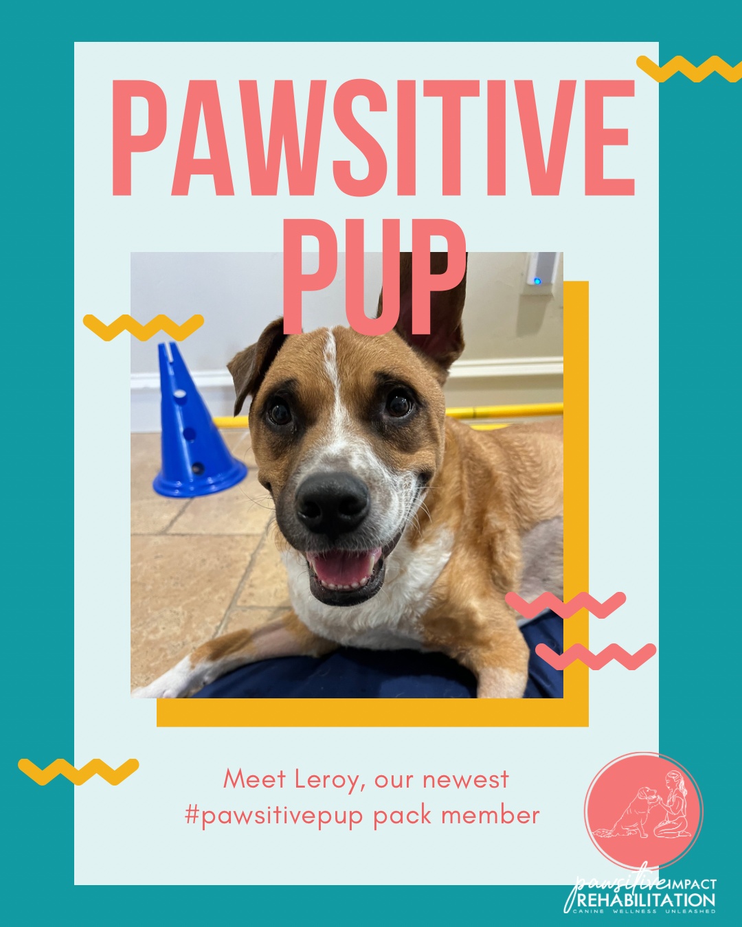 Meet Leroy! 💙🐾
Leroy is joining us at Pawsitive Impact Rehabilitation following a diagnosis of meningomyelitis — a condition where the tissues around the spinal cord become inflamed, which can cause pain, weakness, and trouble moving.
He’s already showing so much heart, and we’re honored to support him as he works toward feeling stronger and more comfortable each day. 💪✨