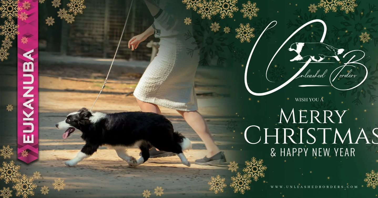 🎄✨ Unleashed Borders Kennel FCI wishes you a Merry Christmas and a Happy New Year! ✨
May the year ahead be filled with growth, inspiration, and boundless possibilities🎀
Photography by: Stelios Adamou Adamou_photography
Powered by #EUKANUBA @fokiapetcy