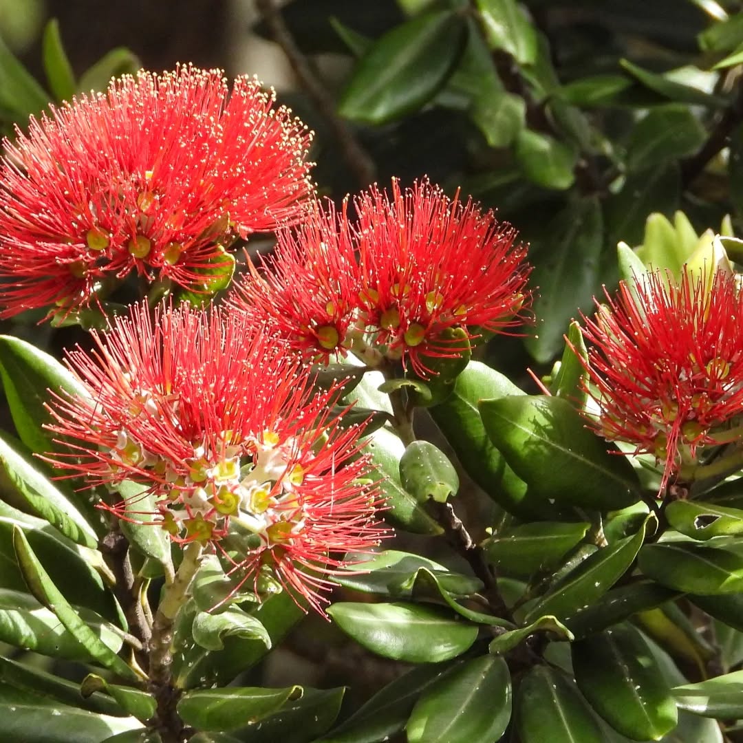 Pohutukawa in flower this December
#karameapohutakawa #pohutakawa #Karamea karameawild newzealand nzlife nzwildlife wildnz southisland nzsouth southislandnz westcoastnz nzwestcoast tewaipounamu paradise umere arapito littlewanganui birdsnz nzbirds wildsouth kohaihai oparara birdshots birdphotos wildlifenz Aotearoa nzfauna nzflora