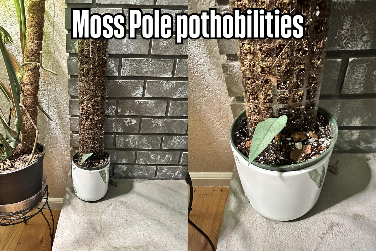🌿 Winter Project: Moss Pole Manifestation 🌿
This is a freshly rooted cutting of Cebu Blue pothos and rumor has it… when you give this plant a moss pole, it goes from “cute” to “EXCUSE ME SIR, WHAT ARE THOSE LEAVES?”
So far, the other pothos climbing poles around here are showing some very convincing results, so why not this one? Science. Obviously.
It’s still winter.
It’s still raining.
And this guy is coping the only way he knows how — playing with moss poles and daydreaming about giant leaves and glorious growth.
I’ll drop a monthly update so we can all watch this experiment unfold together. Place your bets now. 😏🌱
#CebuBlue
#PothosOnAPole
#MossPoleMadness
#WinterPlantTherapy
#GrowWithMe