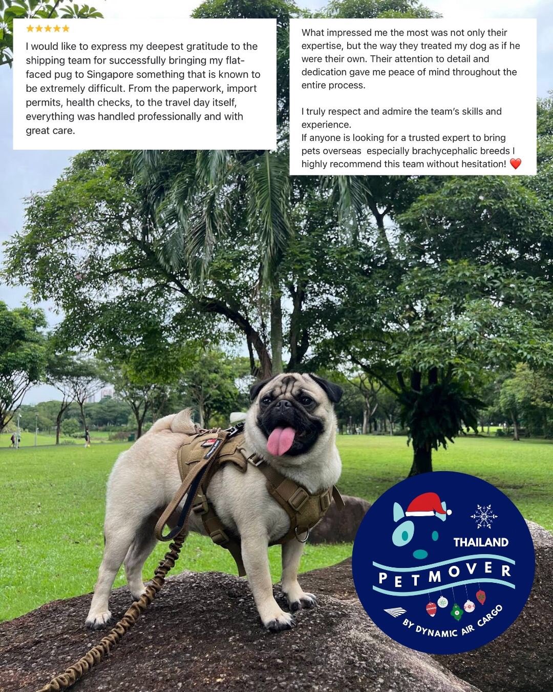 🇹🇭 🛫 🇸🇬
Say hello to Butt! Looking handsome as always enjoying his new home in Singapore 🥳
Thank you his pawrents for the kind words, those are why we love being a part of their journey!
——————————————————
🐶 Thailand Pet Mover
🐱 Where Pet Lover Meets Pet Mover
🐰 Inquire via LINE: @thailandpetmover
🐯 Or Email: service@dynamicaircargo.com
🐹 Our DMs are not monitored
🐷 A trade mark service managed by Dynamic Air Cargo, a member of IPATA and IATA.
——————————————————
Please make sure you contact direct to our customer service team
#thailandpetmover #thailandpetrelocation #animallovers #petmoverthailand #petshipping