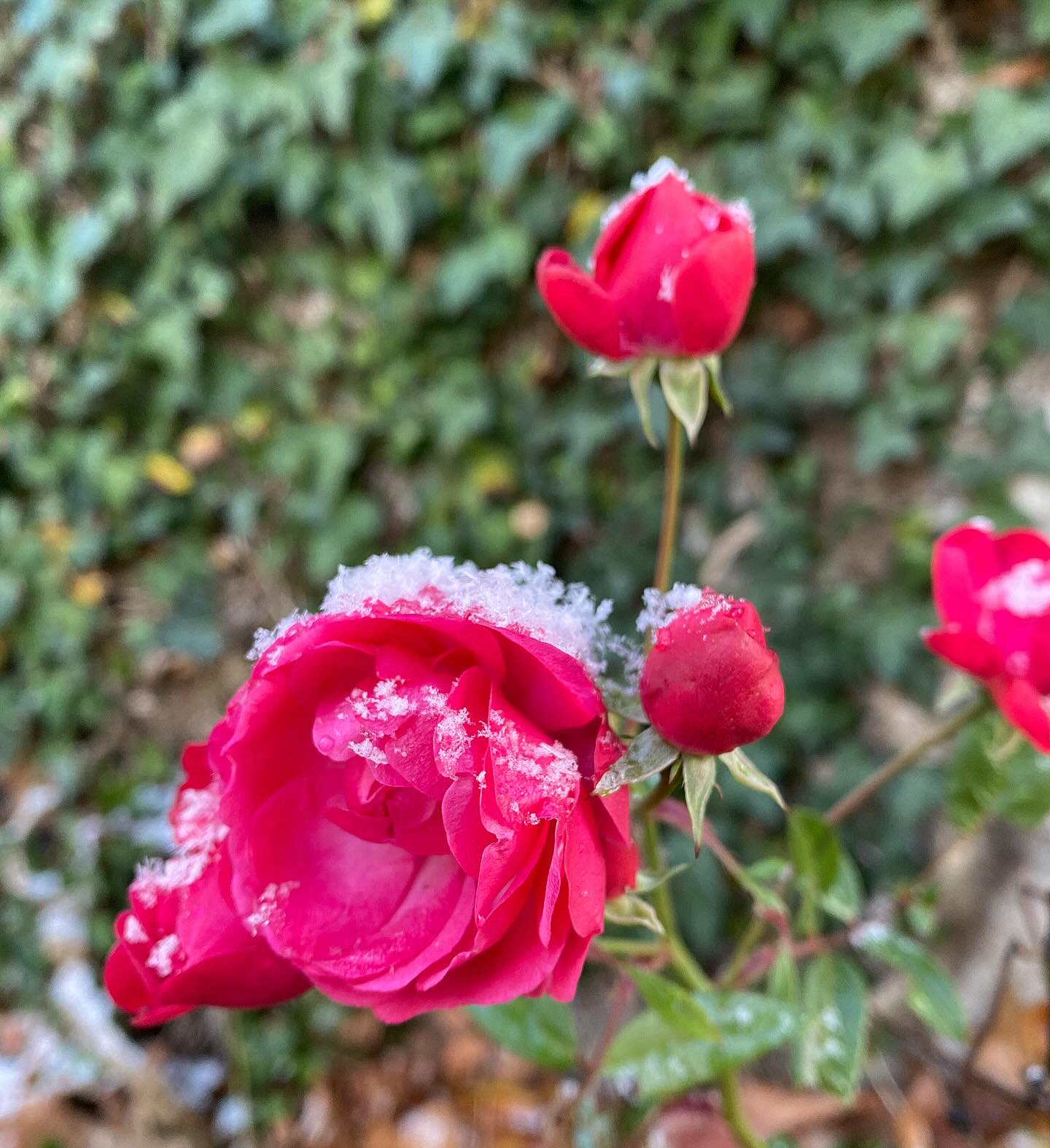 • UN TEMPS POUR SOI •
Pour terminer l’année en douceur, je vous propose de passer un dimanche matin ensemble sur ZOOM le 28 décembre de 10h30 à 12h.
Depuis le confort de nos maisons et au delà des kilomètres qui nous séparent, nous pourrons nous retrouver pour un programme qui prendra grand soin de nous :
• Yin yoga
• méditation
• écriture intuitive
• chant sacré
• tirage d’oracle
J’ai hâte de vous y retrouver !
Le lien d’inscription est en biographie ❤️