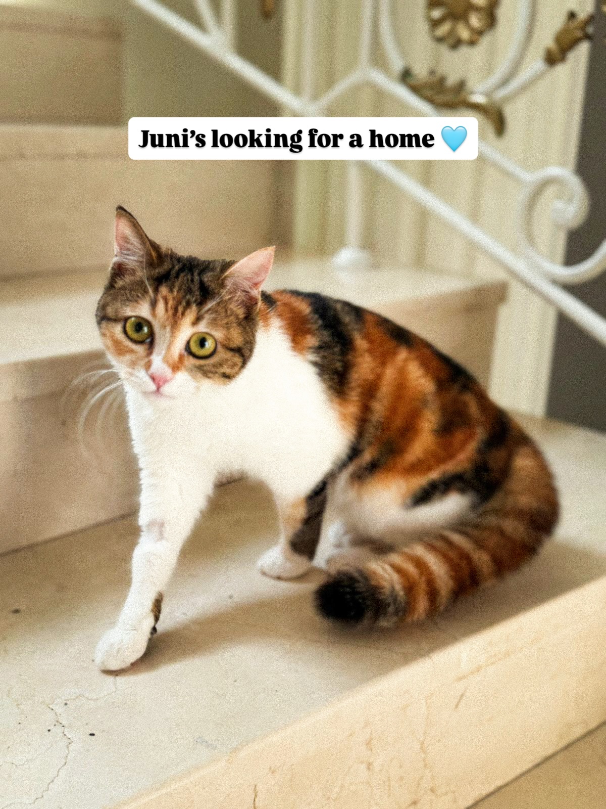 🩵 ADOPT JUNI 🩵
Juni was found by a rescuer, and while her past is unknown, it’s hard to imagine how a cat as lovely and affectionate as her could have been left behind.
✅ Healthy, Vet Checked & Dewormed
✅1st PCH vaccine given
✅ FiV and FeLV Negative
✅ Micro chipped
✅ Neutering due
✅ DOB - Dec 2024
Juni’s adorable face and soft expression perfectly match her calm and gentle nature. She gets along well with other cats and would suit a peaceful home where she can feel safe and loved.
We hope she starts a new chapter with a family who will cherish her as she deserves.
If you are looking for a gentle, beautiful companion, Juni may be the perfect addition to your home. 🩵
DM us if you’re interested or help us find her a hope by sharing this with your friends 🙏🏼
📍Dubai, UAE
@mikesvetdxb