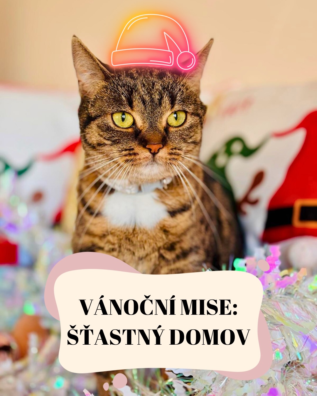 Víme, co jsme si slíbili – zvíře pod stromeček jako nečekané překvapení nepatří. 🙅♀️ Ale co tam patří, je láska, rozhodnutí a nový začátek. ✨
Náš vánoční adopční speciál je v plném proudu! A i když kočkám ty světýlka a ozdoby nehorázně sluší (jsou to prostě profi modelky, co si budeme povídat 💅), my pro ně hledáme víc než jen hezké pozadí na fotku.
Hledáme SUPER lidi. Takové, kteří:
✅ Vědí, že kočka je člen rodiny, ne věc.
✅ Se těší, až budou příští rok rozbalovat dárky společně (a kočka jim u toho ukradne všechen balicí papír). 🎁😼
✅ Hledají parťáka, který jim zahřeje srdce i peřinu na mnoho dalších let.
Každý náš chlupáč si zaslouží svůj šťastný konec. Svůj vlastní pelíšek a ruku, která ho bude drbat přesně tam, kde to má rád. 🏠❤️
Pokud cítíte, že je ve vašem životě místo pro jedno (nebo dvě!) kočičí štěstí a chcete do toho jít zodpovědně, náš adopční speciál je tu pro vás. Pojďme psát příběhy, které neskončí s odstrojením stromečku! 🎄✨
👉Více informací a kočiček na www.spolekskliba.com
Terka ze Šklíby 🐾