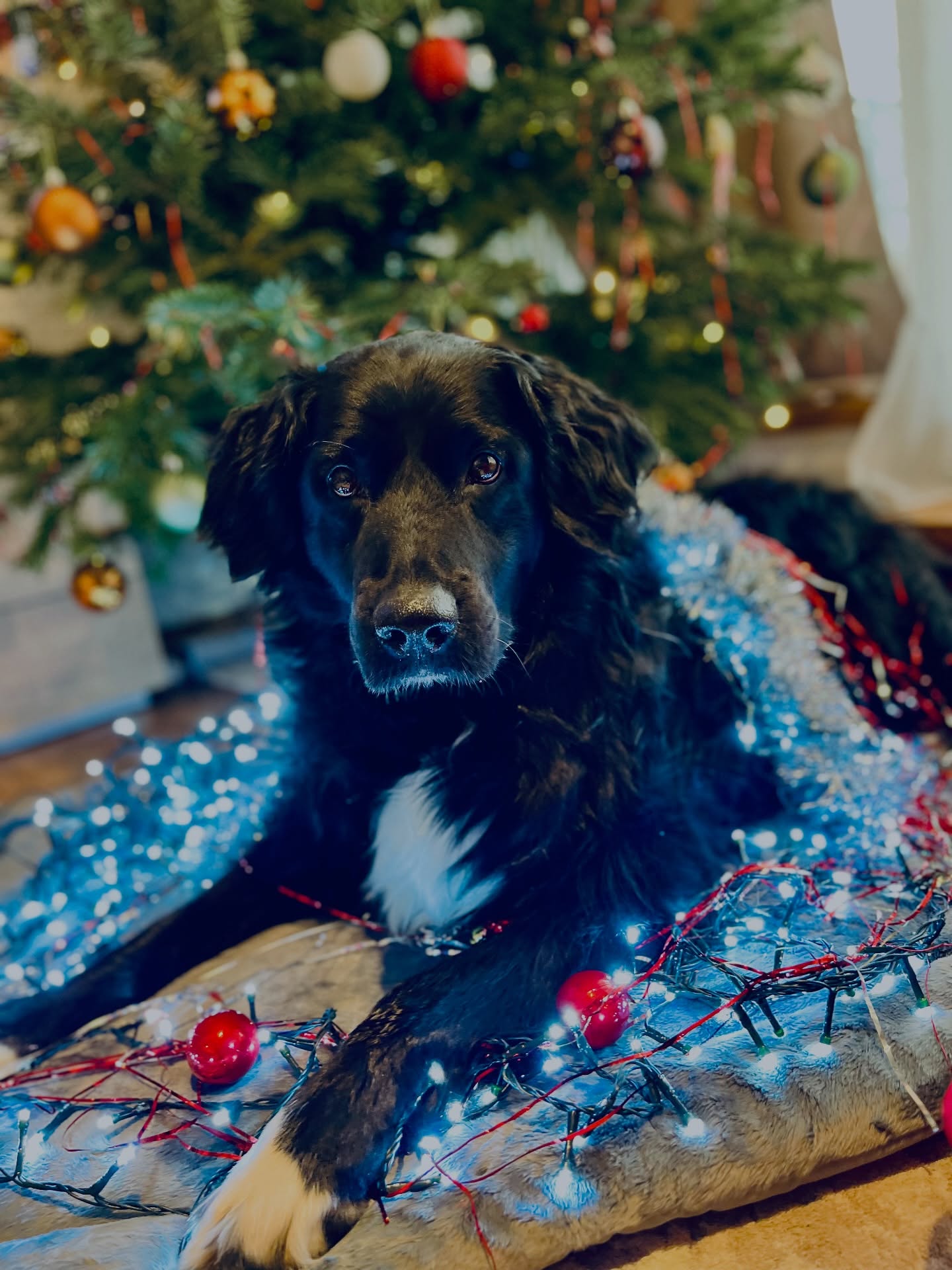 Tak kamarádi, krásnou poslední adventní neděli 🎄❤️ už netrpělivě čekám a odpočítávám do úterý (ne do středy 😝), až budou všechny obrazy u všech zákazníků a já definitivně odhodím všechnu práci za hlavu a .. oddechnu si 🥹🎄
Užívejte si klid a pohodu, jeden druhého, hoďte nohy na stůl a.. a mějte se rádi. Všechno ostatní už nějak bude a dopadne.
Děkuji zas a znovu Vám všem za Vaši neskutečnou podporu, se podílet na růstu moji malé kreativní činnosti ❤️ děkuju, miluju.
Krásné Vánoce kamarádi.
#dogart #dogportraits #dogportraitartist #dogdigitalart #dogdigitalportrait