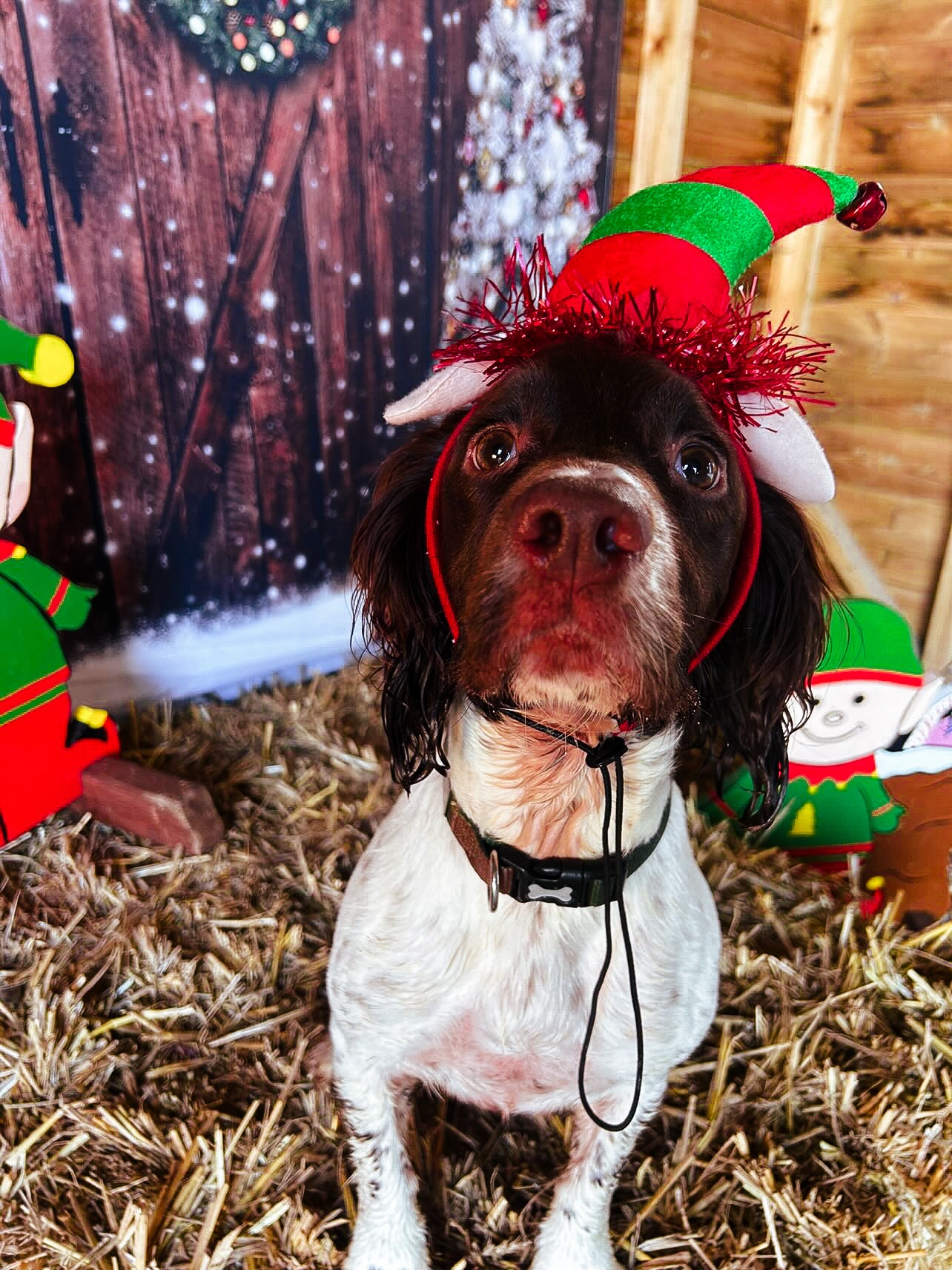 Merry Christmas from Buddy! 🎄🐾
📍The Training Field
Want your own festive photo shoot with your dog? Head to our website and book your walk!
#SecureDogFields
#SecureDogWalking
#SecureDogWalkingFields
#ChristmasDogs
#ChristmasPhotoBooth