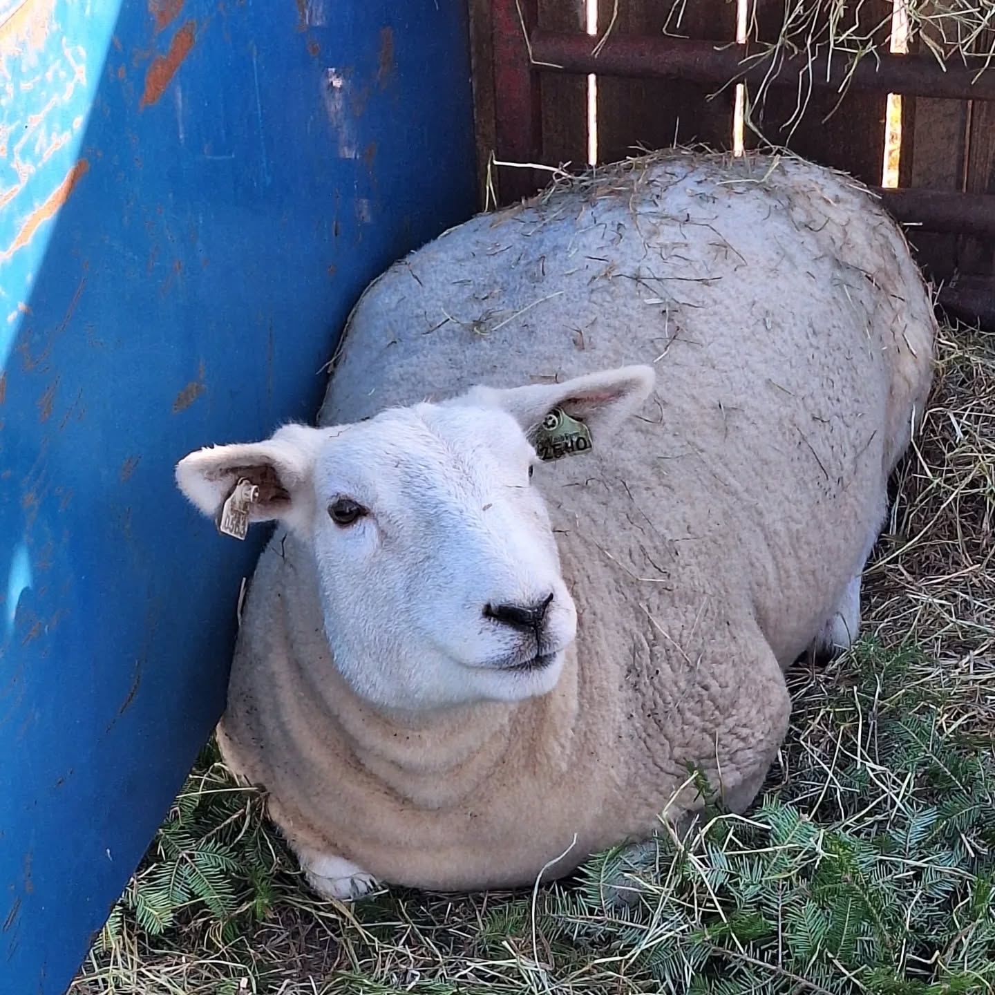 Final week at Guini Ridge -- sheep, Vikings, music, mead, craft-making -- that's what I call festive! Happy Solstice to all ☀️🕊...it only gets brighter from here!