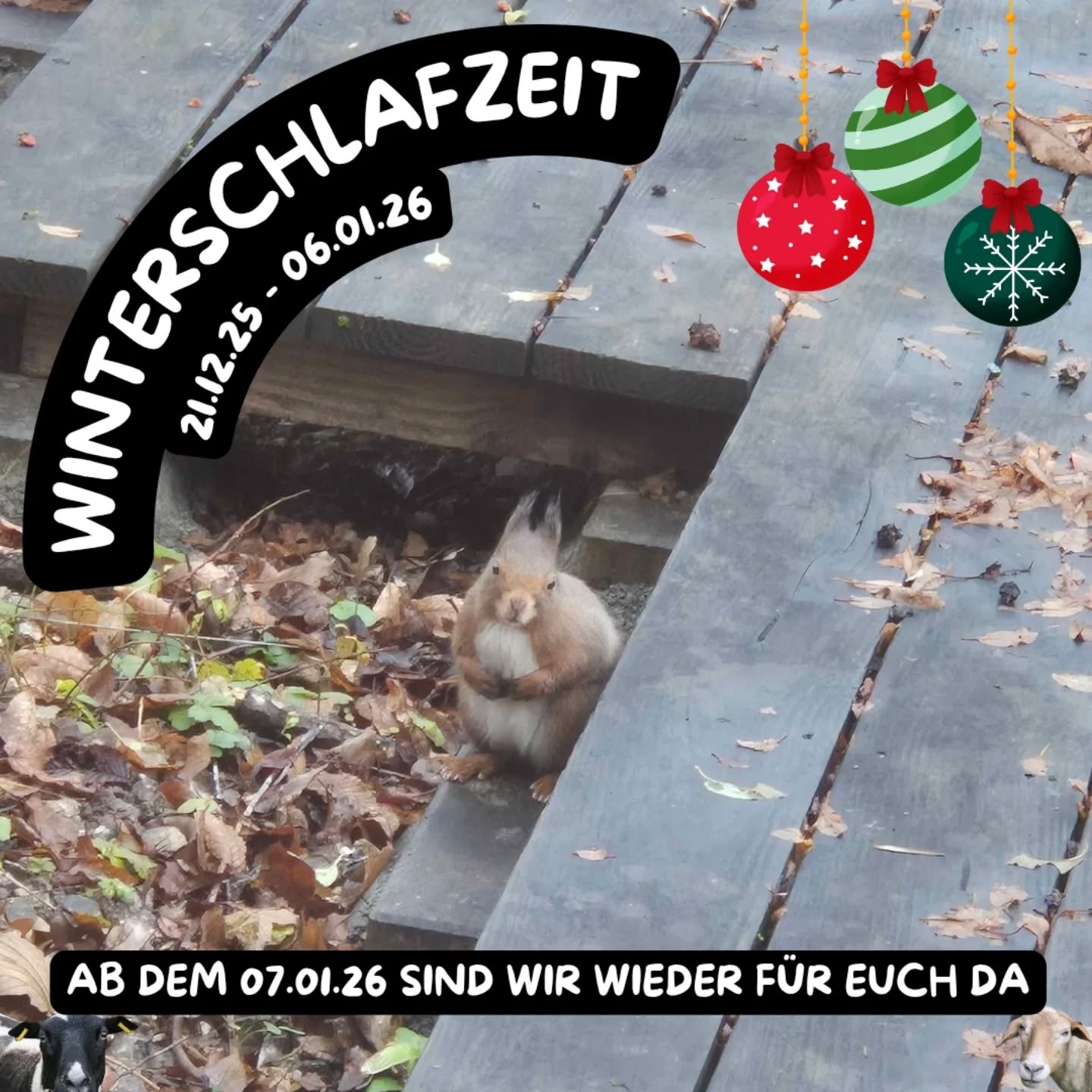 Liebe Freunde,
der Offene Betrieb des Abenteuerspielplatz Vaihingen begibt sich in den Winterschlaf ❄️
Aus aktuellem Anlass fällt es nicht leicht, einen positiven Abschluss zu schreiben.
Und trotzdem: Gemeinsam haben wir in diesem Jahr unglaublich viel erreicht und darauf dürfen wir stolz sein.
Ein riesiges Dankeschön an alle ehrenamtlichen Helfer*innen, besonders an diejenigen, die unsere Tiere das ganze Jahr über zuverlässig versorgen, auch wenn wir nicht vor Ort sind. 💚
Danke an unsere beiden FSJ-Kräfte, ihr seid eine enorme Unterstützung. Ohne euch würde vieles nicht so reibungslos laufen.
Danke auch an unsere Auszubildende, für dein Engagement, deine Verlässlichkeit und deine tolle Arbeit – wir sind froh, dich im Team zu haben.
Und natürlich: Danke an den Vorstand und das pädagogische Team.
Gemeinsam haben wir viel bewegt.
Und trotz drohender Kürzungen werden wir alles daransetzen, das kommende Jahr für unsere Kinder und Jugendlichen noch attraktiver, lebendiger und schöner zu gestalten.
Wir sagen nicht leise Tschüss, sondern bis bald im neuen Jahr 🌱✨