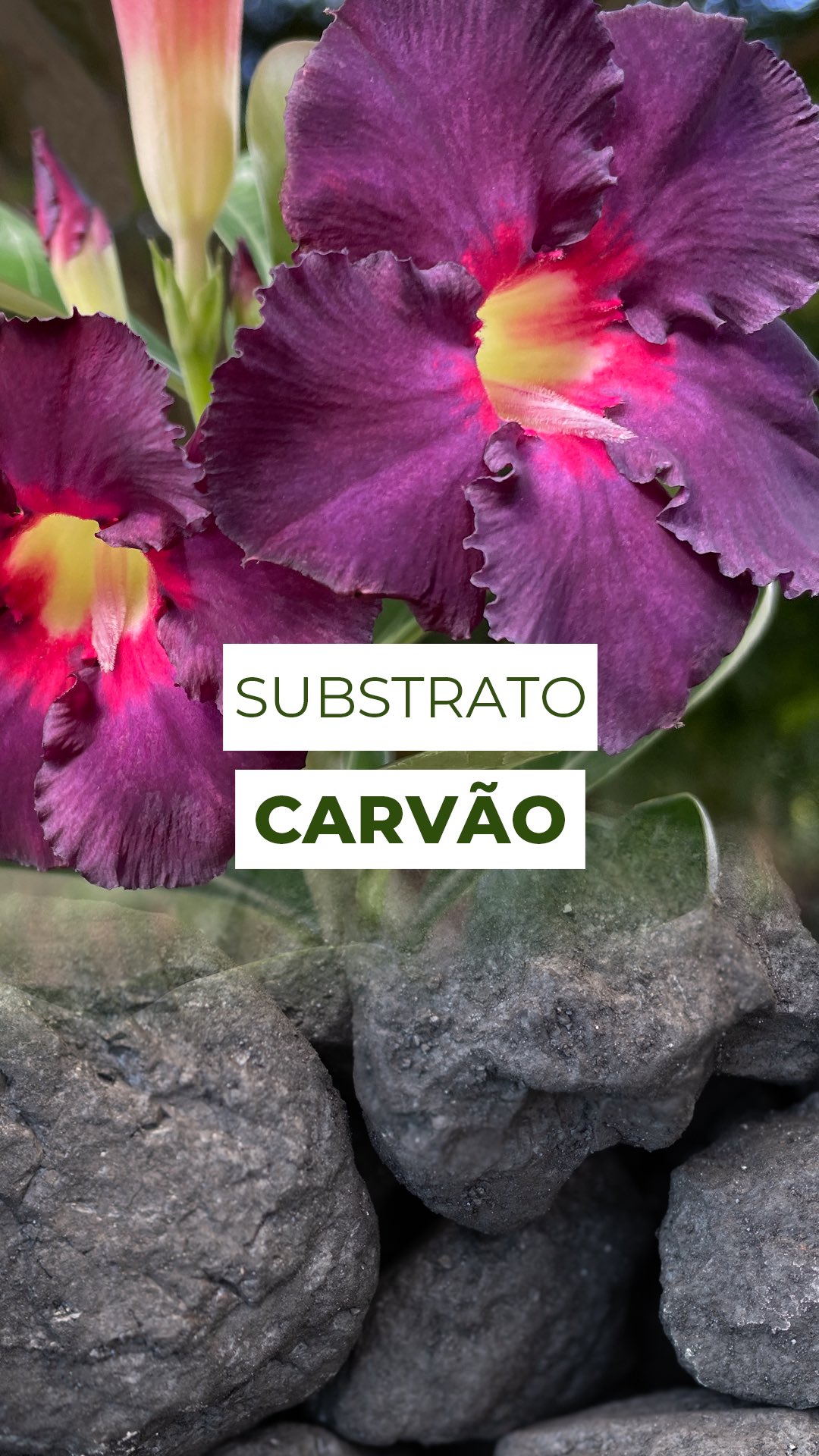 Quem diria que o carvão poderia ir muito além do churrasco? 🖤
No cultivo de plantas, ele é um verdadeiro curinga do substrato.
O carvão vegetal ajuda a soltar a terra, melhora a circulação de ar entre as raízes e ainda colabora no controle da umidade, evitando aquele solo pesado e encharcado que tanta planta detesta.
Ele não alimenta a planta, mas cria o ambiente ideal para que ela se desenvolva melhor.
O segredo está em usar carvão puro, quebrado em pedaços pequenos e misturado ao substrato na medida certa.
Essa combinação é perfeita para espécies que gostam de solo leve e bem drenado, como a rosa do deserto.
E aí, você já usava carvão no cultivo ou essa dica foi novidade?
Conta aqui pra gente 👇
#dicasdeplantas #cuidadoscomplantas#cultivodeplantas #jardinagememcasa #plantasdicas