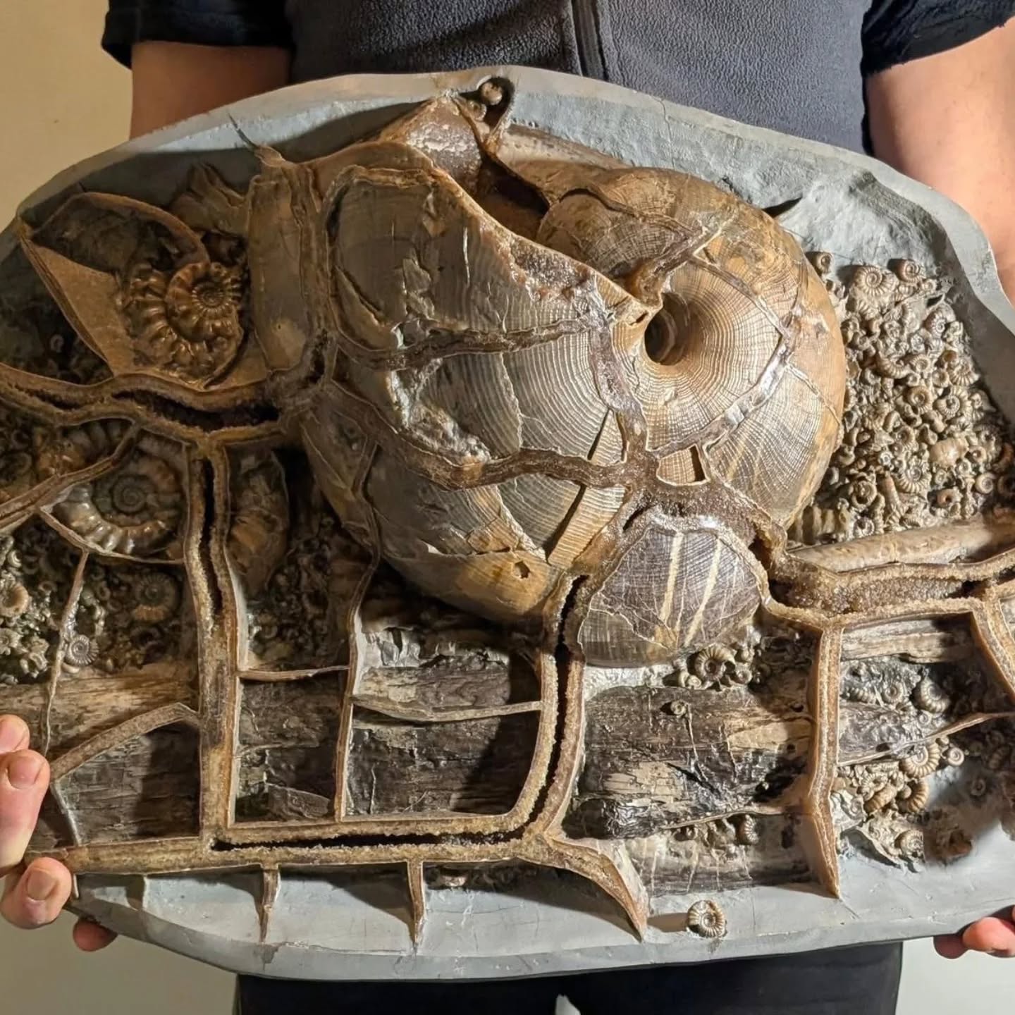 "The Preparation of a Crystalline Christmas Nautilus" Following my recent post, 'A Crystalline Nautilus,' I present images of several stages in the preparation process. I prepared the fossil using diamond grinders, air chisels, and iron abrasive. The preparation took approximately two weeks. The nodule is a Stellare from the Jurassic period of Charmouth Beach, Dorset.
#FossilPreparation #CrystallineNautilus #JurassicFossil #Paleontology #fossilhunting