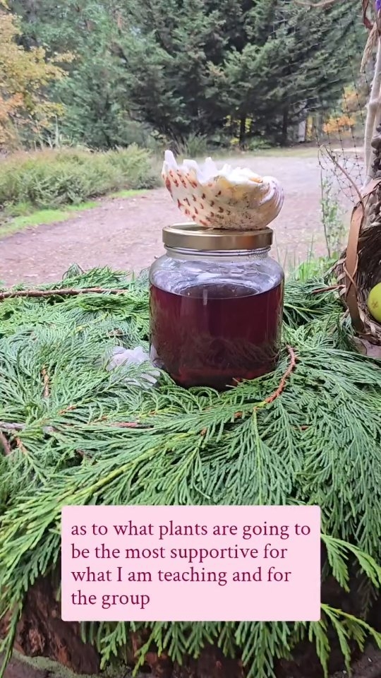 As an earth based Ritualist and plant lover any class I offer includes a tailored tea/elixirs and altar. I choose specific plant allies to support our tike together. In some cases steeping Teas for days under the full moon etc.. under the plants requests. There is a deep listening involved and no leaf is added without considering the medicine it can carry for the group. This includes tracking where and why I harvest. Making sure offerings are made and consent occurs between me and these beloved green bloods.
.
This practice I believe helps transform an altar into a living alliance with nature ♡
.
What a treat to brew :
#Hibiscus , ginger, cinnamon and some fresh pressed apple juice for yesterday's Spinners of Fate crew ♡
.
#Japanesemaple #red #plantmedicine #altar #witch #circle