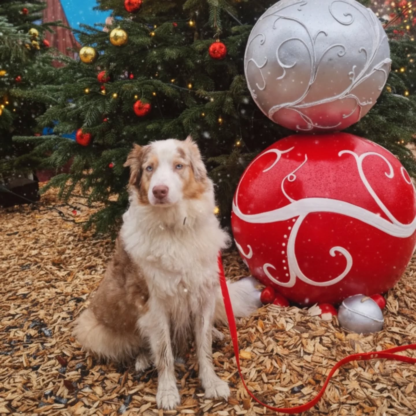 🎄✨ Weihnachtsgrüße von WUNSCH LEINEN ✨🎄
Wir wünschen euch und euren Vierbeinern eine besinnliche Weihnachtszeit, ruhige Spaziergänge, warme Herzen und viele kleine Glücksmomente. 🤍