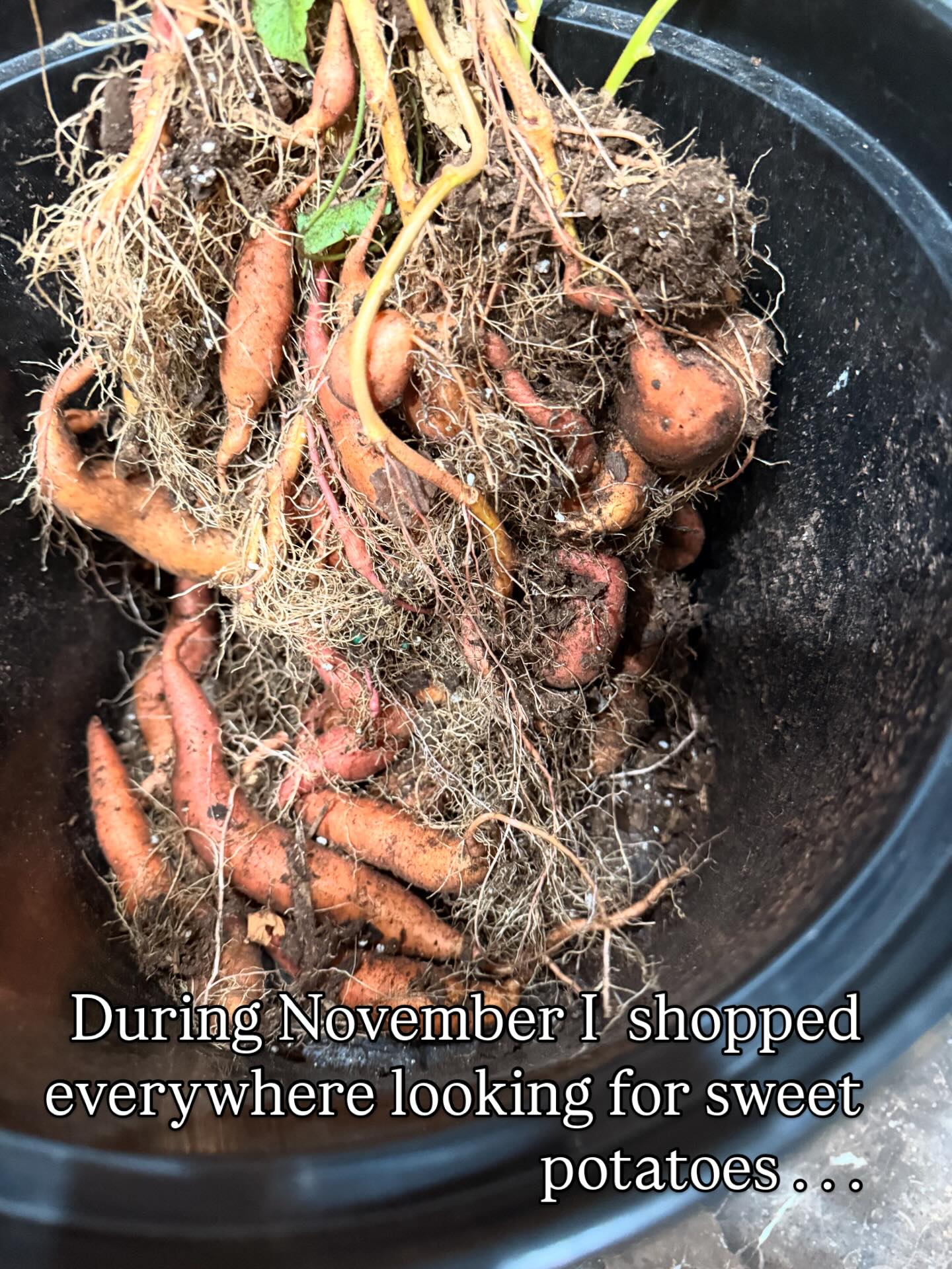 During Thanksgiving week I searched every grocery store for sweet potatoes to make for dinner. I couldn’t find any; not fresh, not canned. Nothing. I was tending to my indoor plants and decided to repot the sweet potato vine from my porch. When I lifted the plant, can you guess what I found!