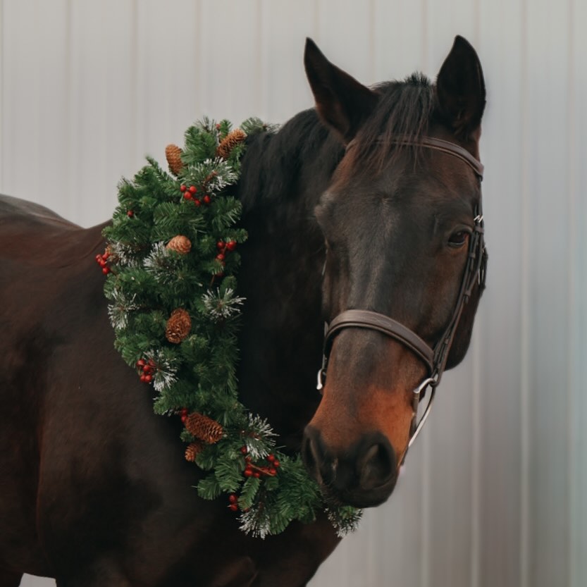 Christmas week is here and we are feelin’ festive!!! 🎄The holidays can feel crazy, but we recommend ignoring all other responsibilities and going to the barn to play with horses instead 🎁 🐴 #horses #christmas #holidays #hunterjumpersofinstagram #colorado @p26934