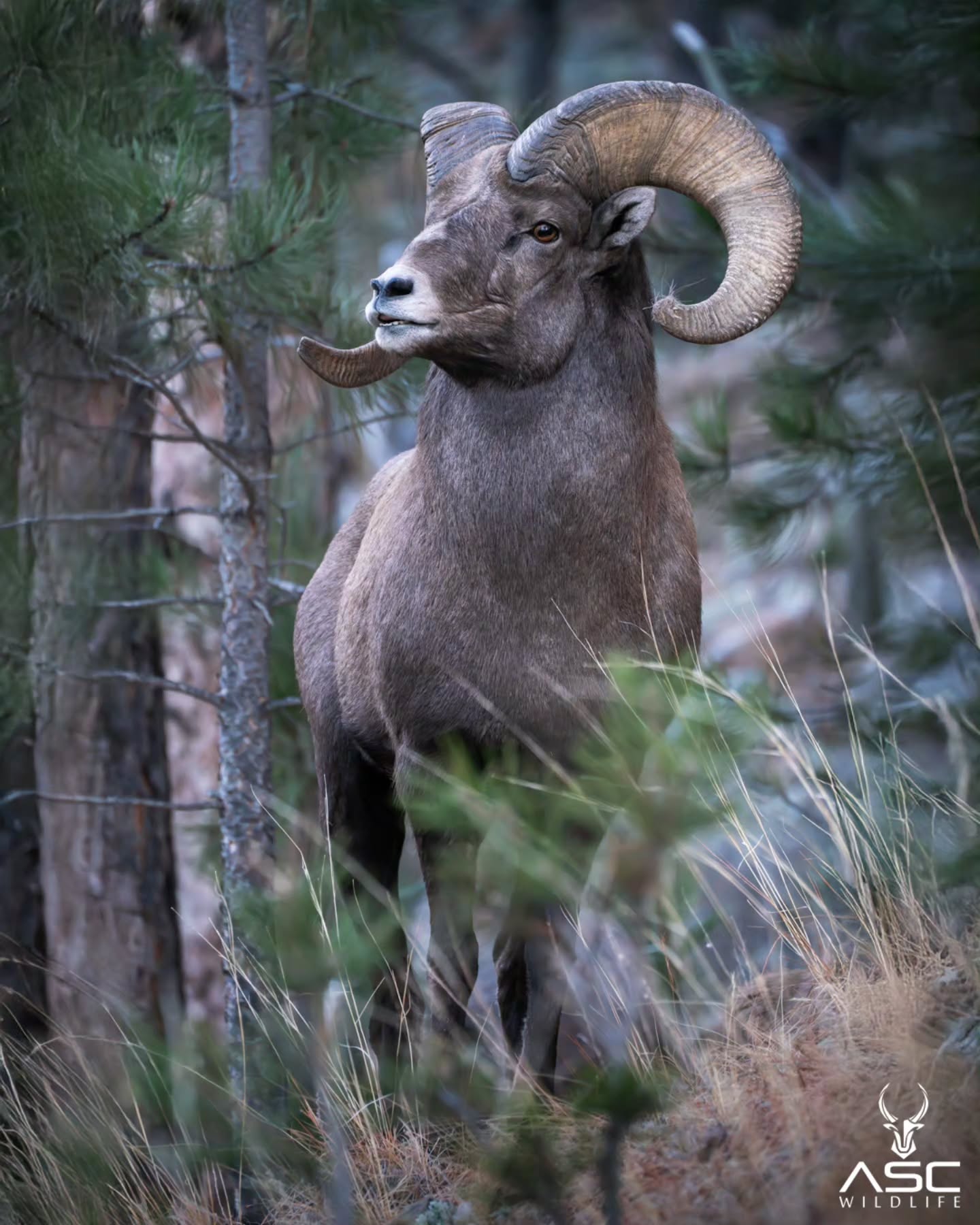 Bighorn Ram watching over his herd while on guard from viral contenders.
There's something about being surrounded by a group of animals.. They have no care you're there.. They are letting you into their world, wild and raw. It's something special.
Photography by @ascwildlife
.
.
.
#wildlifephotography #bighornsheep #ram #SouthDakota #wildlife