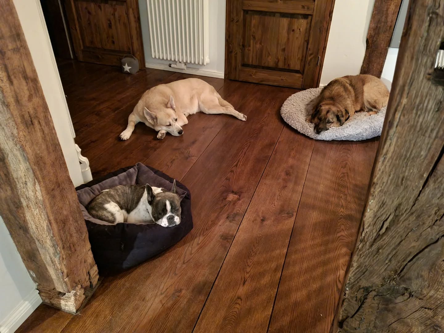 Betreuung mit Familie 🤭
Was machen eigentlich die Kleinen so bei Euch? Ja, auch aufm Sofa fernsehen - aber nicht so lang aufbleiben 🤓😅
#mithundensprechen #hundeliebe #hunde #dogslife #hundetraining