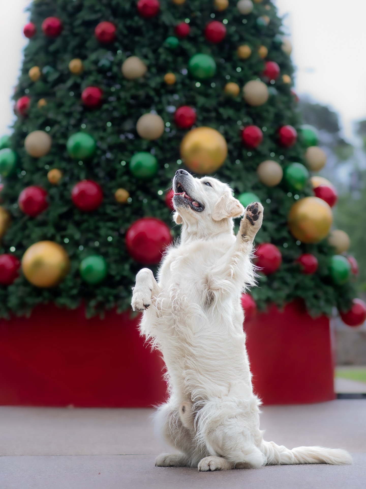 Merry Christmas from our family to yours 🎄🐶