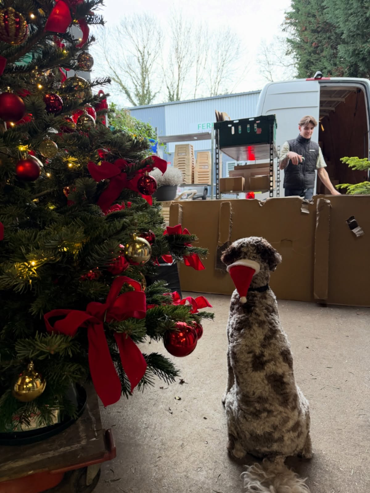 Our little helper was back in work today to keep a watch over things. Happy Christmas 🎄
#christmastime #blomsterdesignsflowers #blomsterdekoratör #goldendoodles